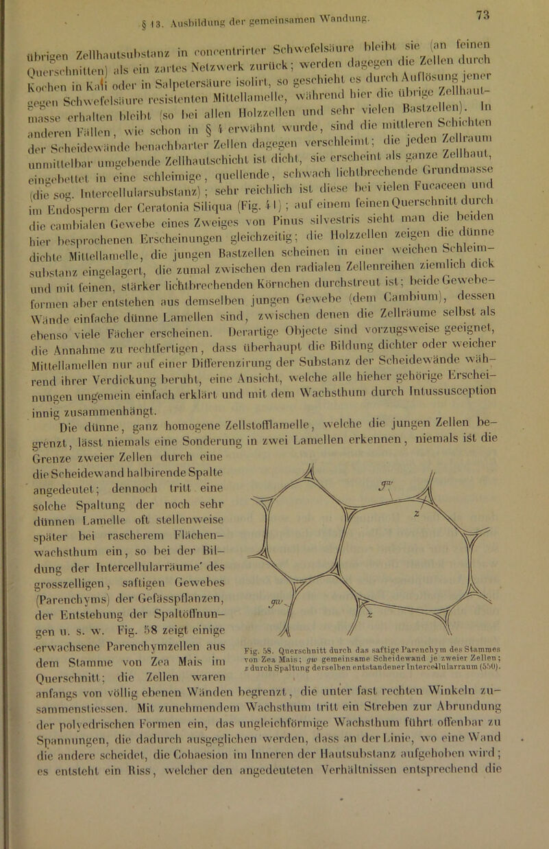 übriaen Zellhautsubstadz in concenlrirter Schwefelsäure bleibt sie (an feinen Querschnitten) als ein zartes Netzwerk zurück; werden dagegen die Zellen durch kochen in Kali oder in Salpetersäure isolirt, so geschieht es durch Au °sting .ü 1 •’eueu Schwefelsäure resistenten Mittellamelle, während hier die übrige Zellhau - Sse halten bleibt (so bei allen Ho.zzel.cn und sehr vielen J^tzeUen n anderen Fällen, wie schon in § 4 erwähnt wurde, sind die n ittle.cn Schichten der Scheidewände benachbarter Zellen dagegen verschleimt; die jeden Ze raum unmittelbar umgebende Zellhautschicht ist dicht, sie erscheint als ganze Zellhaut, ehigcbettet in eine schleimige, quellende, schwach lichtbrechende Grundmasse (die sog Intercellularsubstanz) ; sehr reichlich ist diese bei vielen Fucaceen u c im Endosperm der Ceratonia Siliqua (Fig. 41) ; auf einem feinen Querschnitt durch die camhialen Gewebe eines Zweiges von Pinus silveslns sieht man die beiden hier besprochenen Erscheinungen gleichzeitig; die Holzzellen zeigen die dünne dichte Mittellamelle, die jungen Bastzellen scheinen in einer weichen Schleim Substanz eingelagert, die zumal zwischen den radialen Zeilenreihen ziemlich die und mit feinen, stärker lichtbrechenden Körnchen durchstreut ist; beide Gewebe- formen aber entstehen aus demselben jungen Gewebe (dem Cambium), dessen Wände einfache dünne Lamellen sind, zwischen denen die Zellräume selbst als ebenso viele Fächer erscheinen. Derartige Objecte sind vorzugsweise geeignet, die Annahme zu rechtfertigen, dass überhaupt die Bildung dichter oder weicher Mitlellamellen nur auf einer Di deren zirung der Substanz der Scheidewände wäh- rend ihrer Verdickung beruht, eine Ansicht, welche alle hieher gehörige Erschei- nungen ungemein einfach erklärt und mit dem Wachsthum durch Intussusception innig zusammenhängt. Die dünne, ganz homogene Zellstofflamelle, welche die jungen Zellen be- grenzt, lässt niemals eine Sonderung in zwei Lamellen erkennen, niemals ist die Grenze zweier Zellen durch eine die Scheidewand halbirende Spalte angedeulet; dennoch tritt eine solche Spaltung der noch sehr dünnen Lamelle oft stellenweise später bei rascherem Flächen- wachsthum ein, so bei der Bil- dung der Intercellularräume' des grosszelligen, saftigen Gewebes (Parenchyms) der Gefässpflanzen, der Entstehung der Spaltöffnun- gen u. s. w. Fig. 58 zeigt einige •erwachsene Parenchymzellen aus dem Stamme von Zea Mais im Querschnitt; die Zellen w'aren anfangs von völlig ebenen Wänden begrenzt, die unter fast rechten Winkeln zu- sammenstiessen. Mit zunehmendem Wachsthum tritt ein Streben zur Abrundung der polyedrischen Formen ein, das ungleichförmige Wachsthum führt offenbar zu Spannungen, die dadurch ausgeglichen werden, dass an der Linie, wo eine Wand die andere scheidet, die Cohaesion im Inneren der Haulsubstanz aufgehoben wird ; es entsteht ein Biss, weicherden angedeuteten Verhältnissen entsprechend die