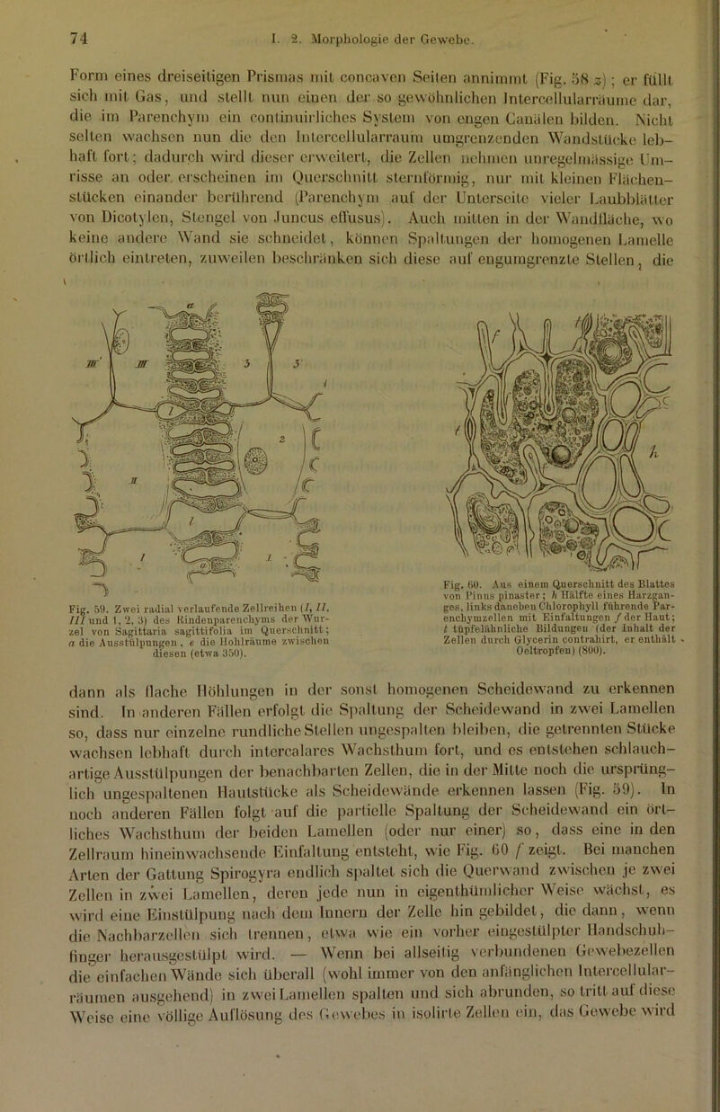 Form eines dreiseitigen Prismas mit concaven Seilen annimmt (Fig. 58 z) ; er füllt sich mit Gas, und stellt nun einen der so gewöhnlichen Intercellularräume dar, die im Parenchym ein continuirliches System von engen Canälen bilden. Nicht selten wachsen nun die den Intercellularraum umgrenzenden Wandstücke leb- haft fort; dadurch wird dieser erweitert, die Zellen nehmen unregelmässige Um- risse an oder erscheinen im Querschnitt sternförmig, nur mit kleinen Flächen- stücken einander berührend (Parenchym auf der Unterseite vieler Laubblätter von DieotyJen, Stengel von .luncus effusus). Auch mitten in der Wandüäche, wo keine andere Wand sie schneidet, können Spaltungen der homogenen Lamelle örtlich eintreten, zuweilen beschränken sich diese auf engumgrenzte Stellen, die Fig. fiü. Aus einem Quorschnitt des Blattes von l’inus pinaster; h Hälfte eines Harzgan- ge.s, links daneben Chlorophyll führende Par- enehymzellen mit Einfaltungen /der Haut; t tüpfelälinliche Bildungen (der Inhalt der Zellen durch Glycerin contrahirt, er enthält . Oeltropfen) (800). dann als flache Höhlungen in der sonst homogenen Scheidewand zu erkennen sind. In anderen Fällen erfolgt die Spaltung der Scheidewand in zwei Lamellen so, dass nur einzelne rundliche Stellen ungespalten bleiben, die getrennten Stücke wachsen lebhaft durch intercalares Wachsthum fort, und es entstehen schlauch- artige Ausstülpungen der benachbarten Zellen, die in der Mitte noch die ursprüng- lich ungespaltenen Hautstücke als Scheidewände erkennen lassen (Fig. 59). ln noch anderen Fällen folgt auf die partielle Spaltung der Scheidewand ein ört- liches Wachsthum der beiden Lamellen (oder nur einer) so, dass eine in den Zellraum hineinwachsende Einfaltung entsteht, wie Fig. 60 /' zeigt. Bei manchen Arten der Gattung Spirogyra endlich spaltet sich die Querwand zwischen je zwei Zellen in zwei Lamellen, deren jede nun in eigenthümlichcr Weise wächst, es wird eine Einstülpung nach dem Innern der Zelle hin gebildet, die dann, wenn die Nachbarzellen sich trennen, etwa wie ein vorher eingeslülpter Handschuh- finger herausgestülpt wird. — Wenn bei allseitig verbundenen Gewebezellen die einfachen Wände sich überall (wohl immer von den anfänglichen lntercellular- räumen ausgehend) in zwei Lamellen spalten und sich abrunden, so tritt auf diese Weise eine völlige Auflösung des Gewebes in isolirte Zellen ein, das Gewebe wird