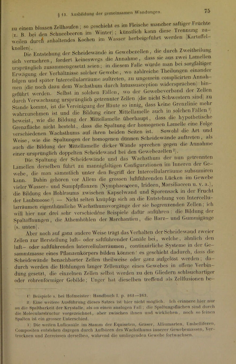 „inem h|„sse„ Zellhaufen; so geschieht es im Fleische mancher saftiger Fruchte T bei den Schneebeeren in,' Winter) ; künstlich kann diese Trennung teilen durcA anhaltendes Kochen im Wasser herbeigeführt werden (Kaiteflel- kn°UDie Entstehung der Scheidewände in Gewebezellen, die durch Zweitheilung sich vermehren, fordert keineswegs die Annahme , dass sie aus zwe. Lamellen ursprünglich zusammengesetzt seien; in diesem Falle wurde man bei soigfalliger Erwägung der Verhältnisse solcher Gewebe, wo zahlreiche Theilungen einandei foleen°und später Intercellularräume auftreten, zu ungemein comphcirten Annah- me^ (die noch dazu dem Wachsthum durch Intussusception widersprachen) hin- „eführt werden. Selbst in solchen Fällen, wo der Gewebe verband der Zellen durch Verwachsung ursprünglich getrennter Zellen (die nicht Schwestern sine) zu Stande kommt, ist die Vereinigung der Häute so innig, dass keine Grenzlinie mehr wahrzunehmen ist und die Bildung einer Mittellamelle auch in solchen Fallen ) beweist wie die Bildung der Mittellamelle überhaupt, dass die hypothetische Grenzfläche nicht besteht, dass die Spaltung der homogenen Lamelle eine Folge verschiedenen Wachsthums auf ihren beiden Seiten ist. Sowohl die Art und Weise, wie die Spaltungen der homogenen dünnen Scheidewände auftreten , als auch die Bildung der Mittellamelle dicker Wände sprechen gegen die Annahme einer ursprünglich doppelten Scheidewand bei den GewebezellenI) 2). Die Spaltung der Scheidewände und das Wachsthum der nun getrennten Lamellen derselben führt zu mannigfaltigen Configurationen im Inneren der Ge- webe, die man sämmtlich unter den Begriff der lntercellularräume subsumiren kann. Dahin gehören vor Allem die grossen luftführenden Lücken im Gewebe vieler Wasser- und Sumpfpflanzen (Nymphaea^een, Irideen, Marsiliaceen u. v. a.), die Bildung des Hohlraums zwischen Kapselwand und Sporensack in der Frucht der Laubmoose3) — Nicht selten knüpfgp sich an die Entstehung von Intercellu- larräumen eigenthümliche Wachsthumsvorgänge der sie begrenzenden Zellen; ich will hier nur drei sehr verschiedene Beispiele dafür antühren : die Bildung der Spaltöffnungen, die Athemhöhlen der Marchantien, die Harz- und Gummigänge (s. unten). Aber noch auf ganz andere Weise trägt das Verhalten der Scheidewand zweier Zellen zur Herstellung luft- oder saftführender Canäle bei, welche, ähnlich den luft- oder saftführenden Intercellularräumen, continuirliche Systeme in der Ge- sammtmasse eines Pflanzenkörpers bilden können! es geschieht dadurch, dass die Scheidewände benachbarter Zellen theihveise oder ganz aufgelöst werden; da- durch werden die Höhlungen langer Zellenzüge eines Gewebes in otlene Verbin- dung gesetzt, die einzelnen Zellen selbst werden zu den Gliedern schlauchartiger oder röhrenförmiger Gebilde; Unger hat dieselben treffend als Zelllusionen be— I) Beispiele s. bei Hofmeister: Handbuch i. p. 262—263. 2 Eine weitere Ausführung dieses Satzes ist hier nicht möglich. Ich erinnere hier nur an die Spaltbarkeit der Kry stalle, als an einen analogen Fall; die Spaltungsflächen sind durch die Molecularstructur vorgezeichnet, aber zwischen ihnen und wirklichen, noch so feinen Spalten ist ein grosser Unterschied. 3 Die weiten Luflcanäle im Stamm der Equiselen, Gräser, Alliumarlen, Umhelliteren, Compositen entstehen dagegen durch Aufhören des Wachslhums innerer Gewebemassen, \er- trocknen und Zerreissen derselben, während die umliegenden Gewebe fortwachsen.