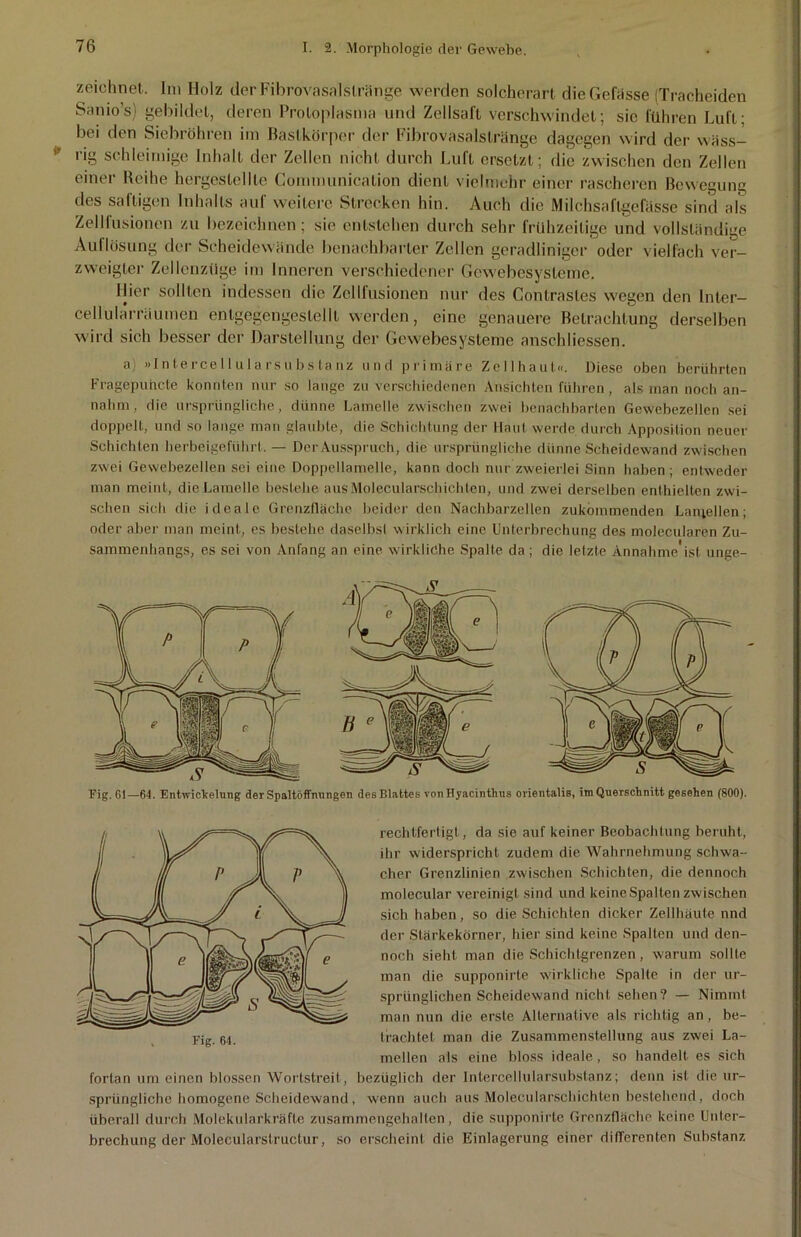 zeichnet. Im Holz der Fibrovasalstränge werden solcherart die Gelasse (Tracheiden Sanio’s) gebildet, deren Protoplasma und Zellsaft verschwindet; sie führen Luft; bei den Siebröhren im Bastkörper der Fibrovasalstränge dagegen wird der wäss- rig schleimige Inhalt der Zellen nicht durch Luft ersetzt; die zwischen den Zellen einer Reihe hcrgeslellle Communication dient vielmehr einer rascheren Belegung des saftigen Inhalts auf weitere Strecken hin. Auch die Milchsaflgefässe sind als Zellfusionen zu bezeichnen; sie entstehen durch sehr frühzeitige und vollständige Auflösung der Scheidewände benachbarter Zellen geradliniger oder vielfach ver- zweigter Zellenzüge im Inneren verschiedener Gewebesysteme. liier sollten indessen die Zcllfusionen nur des Contrastes wegen den lnter- cellularräumen entgegengestellt werden, eine genauere Betrachtung derselben wird sich besser der Darstellung der Gewebesysteme anschliessen. a) »Intercellularsubstanz und primäre Zellhaut«. Diese oben berührten Fragepuhcte konnten nur so lange zu verschiedenen Ansichten führen, als man noch an- nahm, die ursprüngliche, dünne Lamelle zwischen zwei benachbarten Gewebezellen sei doppelt, und so lange man glaubte, die Schichtung der Haut werde durch Apposition neuer Schichten herbeigeführt. — Der Ausspruch, die ursprüngliche dünne Scheidewand zwischen zwei Gewebezellen sei eine Doppellamelle, kann doch nur zweierlei Sinn haben ; entweder man meint, die Lamelle bestehe ausMolecularschichten, und zwei derselben enthielten zwi- schen sich die ideale Grenzfläche beider den Nachbarzellen zukommenden Lamellen; oder aber man meint, es bestehe daselbst wirklich eine Unterbrechung des molecularen Zu- sammenhangs, es sei von Anfang an eine wirkliche Spalte da; die letzte Annahme'ist unge- Fig. 61—64. Entwickelung der Spaltöffnungen des Blattes vonHyacinthus orientalis, im Querschnitt gesehen (800). rechtfertigt, da sie auf keiner Beobachtung beruht, ihr widerspricht zudem die Wahrnehmung schwa- cher Grenzlinien zwischen Schichten, die dennoch molec.ular vereinigt sind und keine Spalten zwischen sich haben, so die Schichten dicker Zellhäute nnd der Stärkekörner, hier sind keine Spalten und den- noch sieht man die Schichtgrenzen, warum sollte man die supponirte wirkliche Spalte in der ur- sprünglichen Scheidewand nicht sehen? — Nimmt man nun die erste Alternative als richtig an, be- trachtet man die Zusammenstellung aus zwei La- mellen als eine bloss ideale, so handelt es sich fortan um einen blossen Wortstreit, bezüglich der Intercellularsubstanz; denn ist die ur- sprüngliche homogene Scheidewand, wenn auch aus Molecularschichten bestehend, doch überall durch Molekularkräfte zusammengehalten, die supponirte Grenzfläche keine Unter- brechung der Moleeularstructur, so erscheint die Einlagerung einer differenten Substanz