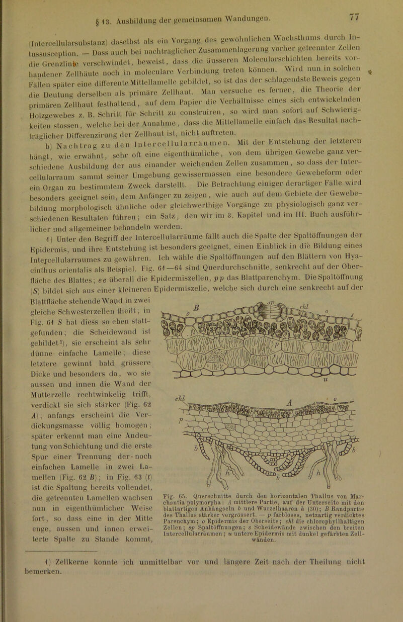 ■ Inlercellularsubstnnz) daselbst als ein Vorgang des gewöhnlichen Wachsthums durch n- tussüsoeption - Dass auch hei nachträglicher Zusammenlagerung vorher getrennter Zellen die Grenzlinie verschwindet, beweist, dass die äusseren Molecularsclnchten bereits^vor- handener Zellhäute noch in moleculare Verbindung treten können Wii d nun in solchen Fällen später eine differente Mittellamelle gebildet, so ist das der schlagendste Beweis gegen die Deutung derselben als primäre Zellhaut. Man versuche es ferner, die Theorie der primären Zellhaut festhaltend, auf dem Papier die Verhältnisse eines sich entwickelnden llolzaewebes z 11. Schritt für Schritt zu conslruiren, so wird man solort aul Schwierig- keiten stossen, welche bei der Annahme, dass die Mittellamelle einfach das Resultat nach- träglicher Differenzirung der Zellhaut ist, nicht aultreten. b) Nachtrag zu den Intercellularräumen. Mit der Entstehung der letzteren l,än«l wie erwähnt, sehr oft eine eigentümliche, von dem übrigen Gewebe ganz ver- schiedene Ausbildung der aus einander weichenden Zellen zusammen, so dass der Inlcr- eellularraum sammt seiner Umgebung gewissermassen eine besondere Gewebeform oder ein Organ zu bestimmtem Zweck darstellt. Die Betrachtung einiger derartiger Fälle wird besonders geeignet sein, dem Anfänger zu zeigen , wie auch auf dem Gebiete der Gewebe- bildung morphologisch ähnliche oder gleichwertige Vorgänge zu physiologisch ganz ver- schiedenen Resultaten führen; ein Satz, den wir im 3. Kapitel und im III. Buch ausführ- licher und allgemeiner behandeln werden. 1) Unter den Begriff der Intercellularräume fällt auch die Spalte der Spaltöffnungen der Epidermis, und ihre Entstehung ist besonders geeignet, einen Einblick in die Bildung eines Intej’cellularraumes zu gewähren. Ich wähle die Spaltöffnungen auf den Blättern von Hya- cinthus orientalis als Beispiel. Fig. 61—64 sind Querdurchschnitte, senkrecht auf der Ober- fläche des Blattes; ee überall die Epidermiszellen, pp das Blattparenchym. Die Spaltöffnung (S) bildet sich aus einer kleineren Epidermiszelle, welche sich durch eine senkrecht auf der Blattfläche stehende Wapd in zwei gleiche Schwesterzellen tlieilt; in ^„ j Fig. 61 S hat diess so eben statt- gefunden; die Scheidewand ist gebildet1), sie erscheint als sehr dünne einfache Lamelle; diese letztere gewinnt bald grössere Dicke und besonders da, wo sie aussen und innen die Wand der Mutterzelle rechlwinkelig trifft, verdickt sie sich stärker (Fig. 62 A); anfangs erscheint die Ver- dickungsmasse völlig homogen; später erkennt man eine Andeu- tung von Schichtung und die erste Spur einer Trennung der-noch einfachen Lamelle in zwei La- mellen (Fig. 62 ß); in Fig. 63 (l) ist die Spaltung bereits vollendet, die getrennten Lamellen wachsen nun in eigenthümlicher Weise fort, so dass eine in der Mitte enge, aussen und innen erwei- terte Spalte zu Stande kommt, Fig. 65. Querschnitte durch den horizontalen Thallus von Mar- chuutia polymorpha: A mittlere Partie, auf der Unterseite mit den blattartigen Anhängseln b und Wurzelhaaren h (30); B Kandpartie des Thallus stärker vergrössert. — p farbloses, netzartig verdicktes Parenchym ; o Epidermis der Oberseite; clil die chlorophyllhaltigen Zellen; sp Spaltöffnungen; s Scheidewände zwischen den breiten Intercellularräumen; u untere Epidermis mit dunkel gefärbten Zell- wänden. 1) Zellkerne konnte ich unmittelbar vor und längere Zeit nach der Theilung nicht bemerken.