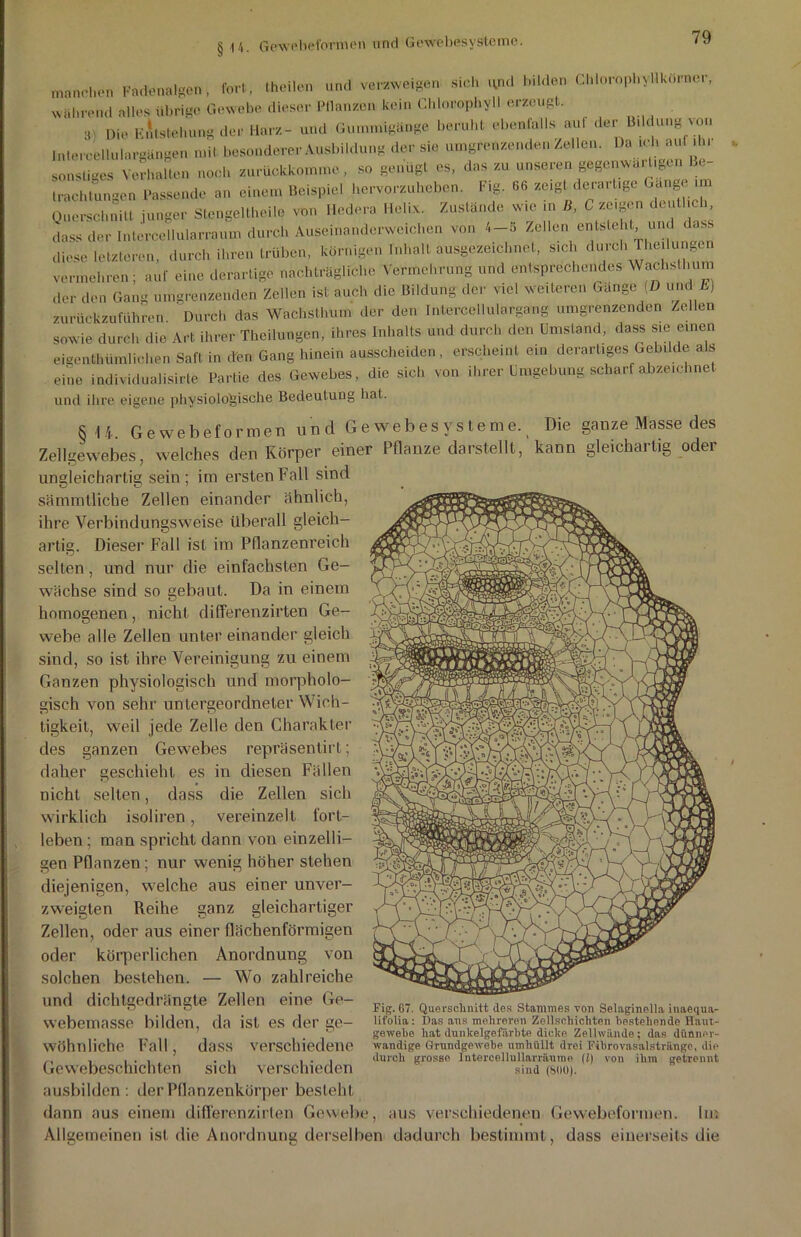 manchen Fadenalgen, fort, (heilen und verzweigen sieh und leiden Chlorophyllko.net, wahrend alles übrige Gewebe dieser Pflanzen kein Chlorophyll erzeugt. 3 Die Entstehung der Harz- und Gununigänge beruht ebenfalls aul der Bildung von Intereellulargangen mit besonderer Ausbildung der sie umgrenzenden Zellen. Da ich auf ihr sonstiges Verhalten noch zurückkomme, so genügt es, das zu unseren gegcnwa. Ilgen . trachtungen Passende an einem Beispiel hervorzuheben. Fig. 66 zeigt derartige Gange im Querschnitt junger Stengeitheile von Hedera Helix. Zustande wie in B, 6 zeigen den i i, dass der Intercellularraum durch Auseinanderweichen von 4-5 Zellen entsteht und dass diese letzteren, durch ihren trüben, körnigen Inhalt ausgezeichnet, sich durch Teilungen vermehren; auf eine derartige nachträgliche Vermehrung und entsprechendes Wachsthum der den Gang umgrenzenden Zellen ist auch die Bildung der viel weiteren Gange (D und E) zurückzuführen ' Durch das Wachsthum der den Intercellulargang umgrenzenden Zellen sowie durch die Art ihrer Theilungen, ihres Inhalts und durch den Umstand, dass sie einen eigentümlichen Saft in d'en Gang hinein ausscheiden, erscheint ein derartiges Gebilde als eine individualisirte Partie des Gewebes, die sich von ihrerUmgebungscharfabze.ch.net und ihre eigene physiologische Bedeutung hat. RU. Gewebeformen und G e web e s y s t e me. Die ganze Masse des Zellgewebes, welches den Körper einer Pflanze darstellt, kann gleichartig oder ungleichartig sein; im ersten Fall sind sämmtliche Zellen einander ähnlich, ihre Verbindungsweise überall gleich- artig. Dieser Fall ist im Pflanzenreich selten, und nur die einfachsten Ge- wächse sind so gebaut. Da in einem homogenen, nicht diflerenzirten Ge- webe alle Zellen untereinander gleich sind, so ist ihre Vereinigung zu einem Ganzen physiologisch und morpholo- gisch von sehr untergeordneter Wich- tigkeit, weil jede Zelle den Charakter des ganzen Gewebes repräsentirt; daher geschieht es in diesen Fällen nicht selten, dass die Zellen sich wirklich isoliren, vereinzelt fort- leben ; man spricht dann von einzelli- gen Pflanzen ; nur wenig höher stehen diejenigen, welche aus einer unver- zweigten Reihe ganz gleichartiger Zellen, oder aus einer flächenförmigen oder körperlichen Anordnung von solchen bestehen. — Wo zahlreiche und dichtgedrängte Zellen eine Ge- webemasse bilden, da ist es der ge- wöhnliche Fall, dass verschiedene Gewebeschichten sich verschieden ausbilden: der Pflanzenkörper besteht dann aus einem diflerenzirten Gewebe Fig. G7. Querschnitt des Stammes von Selaginella inaequa- lifolia: Das ans mehreren Zollschichten bestehende Haut- gewebo hat dunkelgefärbte dicke Zellwände; das dünner- wandige Grundgewebe umhüllt drei Fibrovasalstriinge, die durch grosse lntercellullarräume (1) von ihm getrennt sind (8110). aus verschiedenen Gewebeformen. Im Allgemeinen ist die Anordnung derselben dadurch bestimmt , dass einerseits die