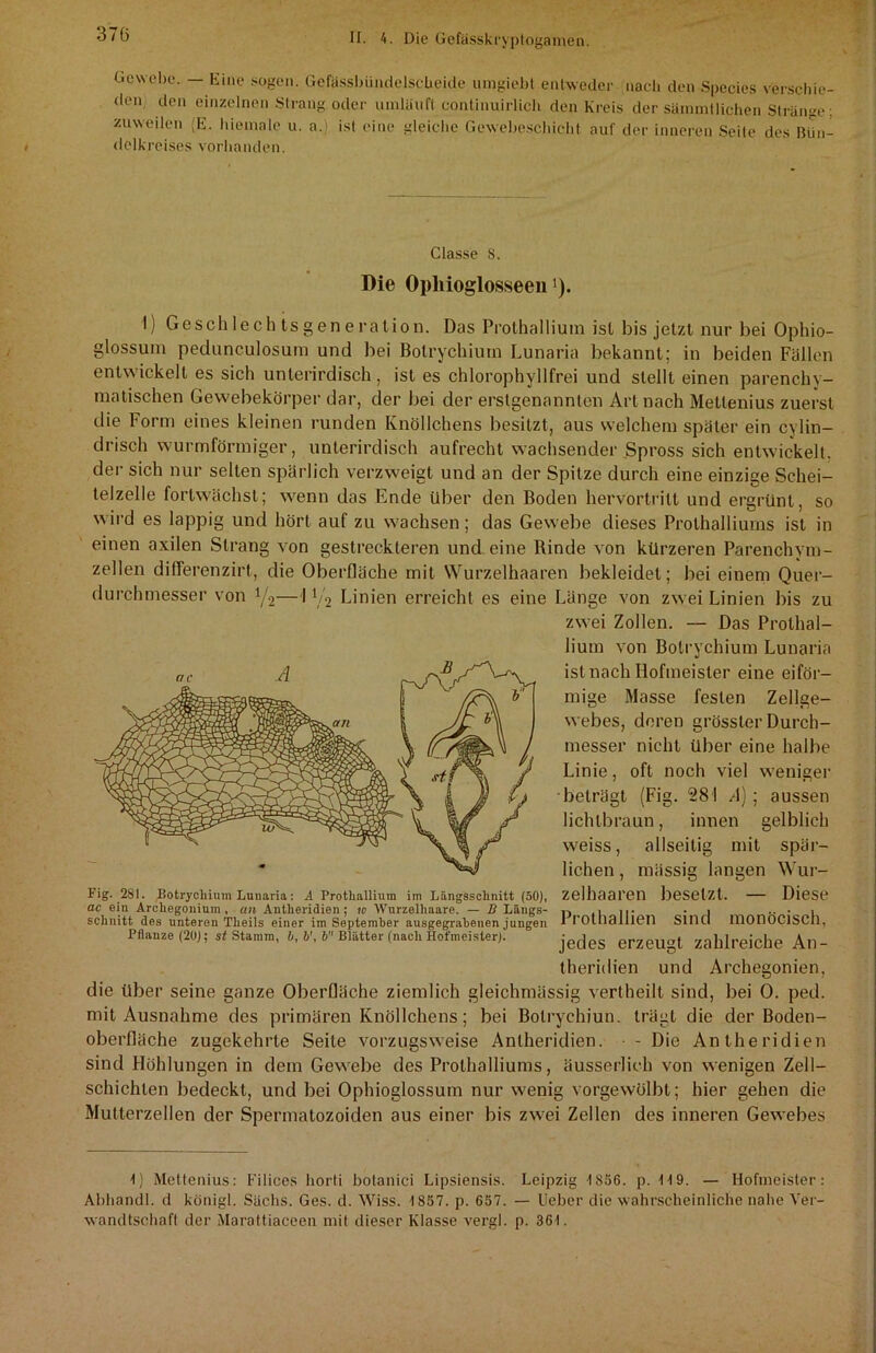 Gewebe. — Eine sogen. Gefässbündelscheide umgiebt entweder nach den Species verschie- den, den einzelnen Strang oder umläuft continuirlich den Kreis der säinmtlichen Stränge; zuweilen (E. hiemnle u. a.) ist eine gleiche Gewebeschicht auf der inneren Seite des Bün- delkreises vorhanden. Classe S. Die Opliioglosseen'). I) Geschlechtsgeneralion. Das Prothallium ist bis jetzt nur bei Ophio- glossum pedunculosum und bei Bolrychiurn Lunaria bekannt; in beiden Fällen entwickelt es sich unterirdisch, ist es chlorophyllfrei und stellt einen parenchy- matischen Gewebekörper dar, der bei der erstgenannten Art nach Metlenius zuerst die Form eines kleinen runden Knöllchens besitzt, aus welchem später ein cylin- drisch wurmförmiger, unterirdisch aufrecht wachsender Spross sich entwickelt, der sich nur selten spärlich verzweigt und an der Spitze durch eine einzige Schei- telzelle fortwächst; wenn das Ende über den Boden hervortritt und ergrünt, so wird es lappig und hört auf zu wachsen; das Gewebe dieses Prothalliums ist in einen axilen Strang von gestreckteren und eine Rinde von kürzeren Parenchym- zellen differenzirt, die Oberfläche mit Wurzelhaaren bekleidet; bei einem Quer- durchmesser von y2—11/2 Linien erreicht es eine Länge von zwei Linien bis zu zwei Zollen. — Das Prothal- lium von Bolrychiurn Lunaria ist nach Hofmeister eine eiför- mige Masse festen Zellge- webes, deren grösster Durch- messer nicht über eine halbe oft noch viel (Fig. 28'! lichtbraun, innen gelblich mit spär- Wur- Linie, beträgt weiss, allseitig liehen weniger A) ; aussen massig langen Fig. 281. Botrycliium Lunaria: A Protliallium im Längsschnitt (50), ac ein Archegonium , an Antheridien; w Wurzelhaare. — D Längs- schnitt des unteren Theils einer im September ausgegrabenen jungen Pflanze (20); st Stamm, b, b\ b Blätter (nach Hofmeister). zelhaaren besetzt. — Diese Prothallien sind monöcisch, jedes erzeugt zahlreiche An- Archegonien, theridien und die über seine ganze Oberfläche ziemlich gleichmässig vertheilt sind, bei 0. ped. mit Ausnahme des primären Knöllchens; bei Bolryehiun. trägt die der Boden- oberfläche zugekehrte Seite vorzugsweise Antheridien. - Die Antheridien sind Höhlungen in dem Gewebe des Prolhalliums, äusserlich von wenigen Zell- schichten bedeckt, und bei Ophioglossum nur wenig vorgewölbt; hier gehen die Multerzellen der Spermatozoiden aus einer bis zwei Zellen des inneren Gewebes 1) Metlenius: Filices horti botanici Lipsiensis. Leipzig 1S56. p. 119. — Hofmeister: Abhandl. d königl. Sachs. Ges. d. Wiss. 1857. p. 657. — lieber die wahrscheinliche nahe Ver- wandtschaft der Marattiaceen mit dieser Klasse vergl. p. 361.