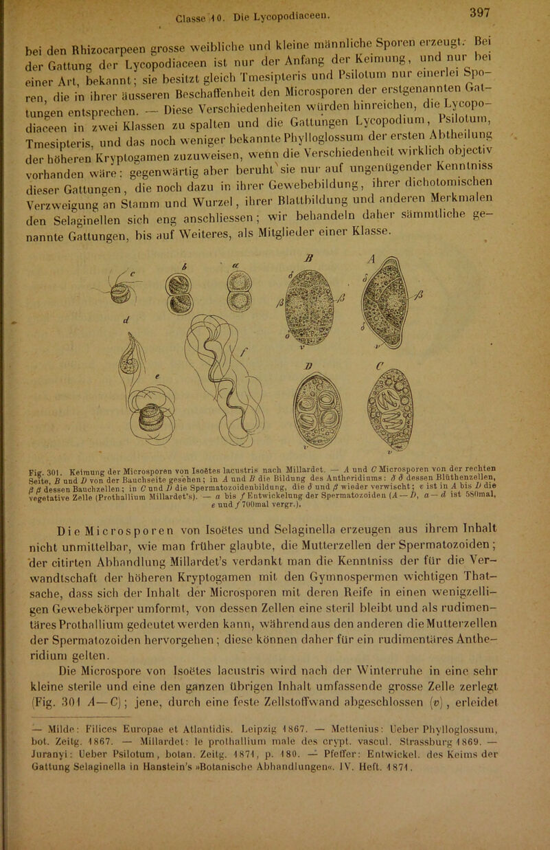 bei den Rhizocarpeen grosse weibliche und kleine männliche Sporen erzeugt, ei der Gattung der Lycopodiaceen ist nur der Anfang der Keimung, und nur lei einer Art, bekannt; sie besitzt gleich Tmesipleris und Psilotum nur einerlei Spo ren die in ihrer äusseren Beschaffenheit den Microsporen der erstgenannten Gat- tungen entsprechen. — Diese Verschiedenheiten würden hinreichen, die Lycopo diaceen in zwei Klassen zu spalten und die Gattungen Lycopodium silotum, Tmesipleris, und das noch weniger bekannte Phylloglossum der ersten Abthe.lung der höheren Kryptogamen zuzuweisen, wenn die Verschiedenheit wirklich objectiv vorhanden wäre: gegenwärtig aber beruht'sie nur auf ungenügender Kenntnis* dieser Gattungen, die noch dazu in ihrer Gewebebildung, ihrer d.chotom.schen Verzweigung an Stamm und Wurzel, ihrer Blaltbildung und anderen Merkmalen den Selaginellen sich eng anschliessen; wir behandeln daher sämmtliche ge- nannte Gattungen, bis auf Weiteres, als Mitglieder einer Klasse. Fie 301 Keimung dev Microsporen von IsoStes lacustris nach Millardet. — A und C Microsporen von der rechten Seite B und I) von der Bauchseite gesehen; in A und B die Bildung des Antheridinms : A 0 dessen Blüthenzellen, ß ß dessen Bauchzellen ; in C und 1) die Spermatozoidenbildung, die ö und ß wieder verwischt; v ist in A bis V die vegetative Zelle (Prothalliuin Millardet’s). — a bis / Entwickelung der Spermatozoiden [A — D, a — d ist 58<>mal, e uud/7(lümal vergr.). Die Microsporen von Isoötes und Selaginella erzeugen aus ihrem Inhalt nicht unmittelbar, wie man früher glaubte, die Multerzellen der Spermatozoiden ; der citirten Abhandlung Millardet’s verdankt man die Kennlniss der für die Ver- wandtschaft der höheren Kryptogamen mit den Gymnospermen wichtigen That- sache, dass sich der Inhalt der Microsporen mit deren Reife in einen wenigzeili- gen Gewebekörper umformt, von dessen Zellen eine steril bleibt und als rudimen- täres Prothallium gedeutet werden kann, währendaus den anderen die Multerzellen der Spermatozoiden hervorgehen ; diese können daher für ein rudimentäres Anthe- ridium gelten. Die Microspore von Isoötes lacustris wird nach der Winlerruhe in eine sehr kleine sterile und eine den ganzen übrigen Inhalt umfassende grosse Zelle zerlegt (Fig. 301 A— C); jene, durch eine feste Zellstoffwand abgeschlossen (v), erleidet — Milde; Filices Europae et Atlantidis. Leipzig 1867. — Mettenius: Ueber Phylloglossum, bot. Zeitg. 1 867. — Millardet: le prothalliuin male des crypt. vascul. Strassburg 4 869. — Juranyi: Ueber Psilotum, botan. Zeitg. 4871, p. 4 80. — Pfeffer: Entwickel. des Keims der Gattung Selaginella in Hanstein’s »Botanische Abhandlungen«. IV. Heft. 4871.