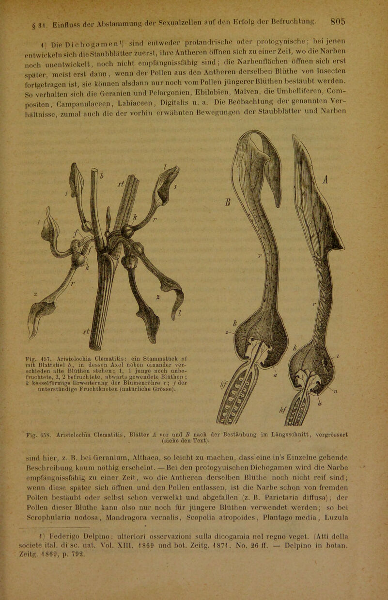 n Die Dichogamen1) sind entweder protandrische oder protogynische; bei jenen entwickeln sich die Staubbliitter zuerst, ihre Antlieren öffnen sich zu einer Zeit, wo die Narben noch unentwickelt, noch nicht cmpfängnissfähig sind; die Narbenflächen öffnen sich erst später, meist erst dann, wenn der Pollen aus den Antlieren derselben Blüthe von Insecten fortgetragen ist, sie können alsdann nur noch vom Pollen jüngerer Blüthen bestäubt werden. So verhalten sich die Geranien und Pelargonien, Ebilobien, Malven, die Umbelliferen, Com- positen, Campanulaceen, Labiaceen, Digitalis u. a. Die Beobachtung der genannten Ver- hältnisse, zumal auch die der vorhin erwähnten Bewegungen der Staubblätter und Narben schieden alte Blutheu stehen; 1, 1 junge noch unbe- fruchtete, 2, 2 befruchtete, abwärts gewendete Bliithen ; k kesselfürmige Erweiterung der Blumenrohre r; / der unterständige Fruchtknoten (natürliche Grösse). Fig. 15S. Aristolochin Clematitis, Blätter A vor und B nach der Bestäubung im Längsschnitt, vergrössert (siehe den Text). sind liier, z. B. bei Geranium, Althaea, so leicht zu machen, dass eine in’s Einzelne gehende Beschreibung kaum nötbig erscheint. —Bei den protogyuisehen Dichogamen wird die Narbe empfängnissfähig zu einer Zeit, wo die Antlieren derselben Blüthe noch nicht reif sind; wenn diese später sich öffnen und den Pollen entlassen, ist die Narbe schon von fremden Pollen bestäubt oder selbst schon verwelkt und abgefallen (z. B. Parietaria diffusa); der Pollen dieser Blüthe kann also nur noch für jüngere Blüthen verwendet werden; so bei Serophularia nodosa, Mandragora vernalis, Scopolia atropoides, Plantago media, Luzula i) Federigo Delpino: ulteriori osservazioni sulla dicogamia nel regno veget. (Atti della societe ital. di sc. nat. Vol. XIII. 1869 und bot. Zeitg. 1871. No. 26 II'. — Delpino in hotan. Zeitg. 1869, p. 792.