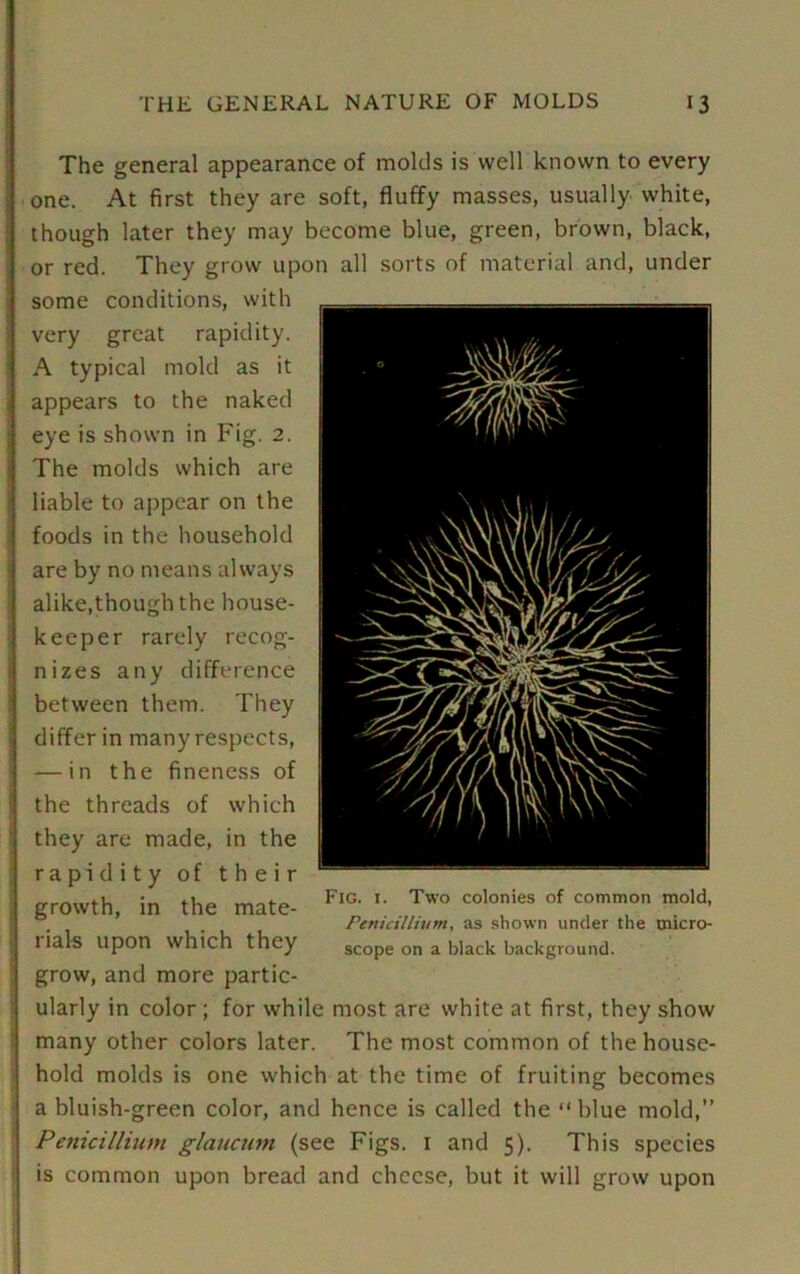 The general appearance of molds is well known to every one. At first they are soft, fluffy masses, usually white, though later they may become blue, green, brown, black, or red. They grow upon all sorts of material and, under some conditions, with very great rapidity. A typical mold as it appears to the naked eye is shown in Fig. 2. The molds which are liable to appear on the foods in the household are by no means always alike,though the house- keeper rarely recog- nizes any difference between them. They differ in many respects, — in the fineness of the threads of which they are made, in the rapidity of their growth, in the mate- rials upon which they grow, and more partic- ularly in color ; for while most are white at first, they show many other colors later. The most common of the house- hold molds is one which at the time of fruiting becomes a bluish-green color, and hence is called the “ blue mold,” Penicillium glaucum (see Figs. 1 and 5). This species is common upon bread and cheese, but it will grow upon Fig. 1. Two colonies of common mold, Penicillium, as shown under the micro- scope on a black background.