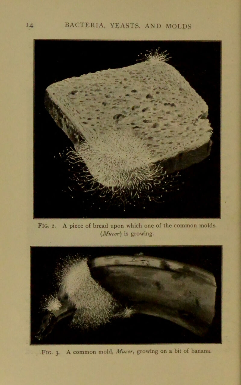 Fig. 2. A piece of bread upon which one of the common molds (Afucor) is growing. Fig. 3. A common mold, Mucor, growing on a bit of banana.