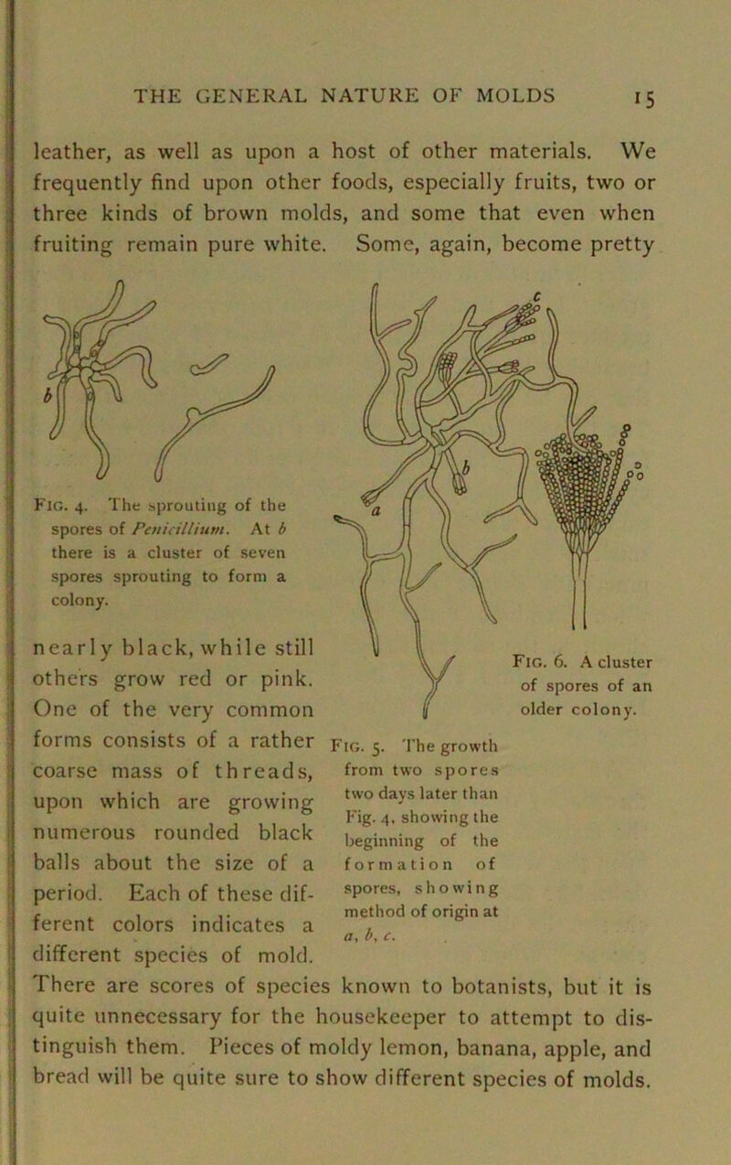 leather, as well as upon a host of other materials. We frequently find upon other foods, especially fruits, two or three kinds of brown molds, and some that even when fruiting remain pure white. Some, again, become pretty Fig. 4. The .sprouting of the spores of Penicillium. At b there is a cluster of seven spores sprouting to form a colony. nearly black, while still others grow red or pink. One of the very common forms consists of a rather coarse mass of threads, upon which are growing numerous rounded black balls about the size of a Fig. 5. The growth from two spores two days later than Fig. 4, showing the beginning of the formation of period. Each of these dif- spores, showing , , . method of origin at terent colors indicates a , a, by c. different species of mold. There are scores of species known to botanists, but it is quite unnecessary for the housekeeper to attempt to dis- tinguish them. Pieces of moldy lemon, banana, apple, and bread will be quite sure to show different species of molds.