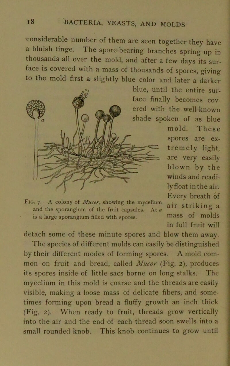 considerable number of them are seen together they have a bluish tinge. I he spore-bearing branches spring up in thousands all over the mold, and after a few days its sur- face is covered with a mass of thousands of spores, giving to the mold first a slightly blue color and later a darker blue, until the entire sur- face finally becomes cov- ered with the well-known shade spoken of as blue mold. These spores are ex- tremely light, are very easily blown by the winds and readi- ly float in the air. Every breath of Fig. 7. A colony of Mucor, showing the mycelium 5^ r j ^ j n o- and the sporangium of the fruit capsules. At a ' t> a is a large sporangium filled with spores. mass of molds in full fruit will detach some of these minute spores and blow them away. The species of different molds can easily be distinguished by their different modes of forming spores. A mold com- mon on fruit and bread, called Mucor (Fig. 2), produces its spores inside of little sacs borne on long stalks. The mycelium in this mold is coarse and the threads are easily visible, making a loose mass of delicate fibers, and some- times forming upon bread a fluffy growth an inch thick (Fig. 2). When ready to fruit, threads grow vertically into the air and the end of each thread soon swells into a small rounded knob. This knob continues to grow until