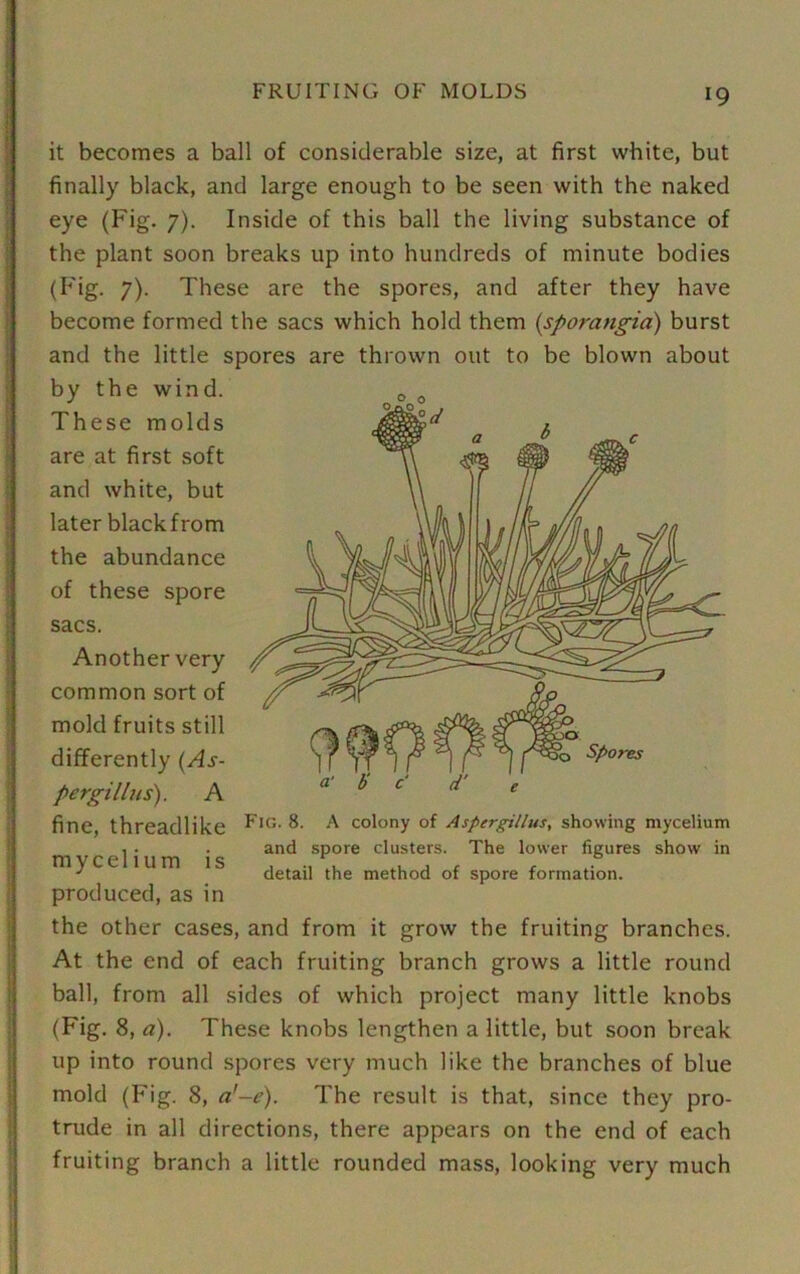 it becomes a ball of considerable size, at first white, but finally black, and large enough to be seen with the naked eye (Fig. 7). Inside of this ball the living substance of the plant soon breaks up into hundreds of minute bodies (Fig. 7). These are the spores, and after they have become formed the sacs which hold them (sporangia) burst and the little spores are thrown out to be blown about by the wind. These molds are at first soft and white, but later blackfrom the abundance of these spore sacs. Another very common sort of mold fruits still differently {As- pergillus). A fine, threadlike mycelium is produced, as in the other cases, and from it grow the fruiting branches. At the end of each fruiting branch grows a little round ball, from all sides of which project many little knobs (Fig. 8, a). These knobs lengthen a little, but soon break up into round spores very much like the branches of blue mold (Fig. 8, a'-e). The result is that, since they pro- trude in all directions, there appears on the end of each fruiting branch a little rounded mass, looking very much Fig. 8. A colony of Aspergillus, showing mycelium and spore clusters. The lower figures show in detail the method of spore formation.