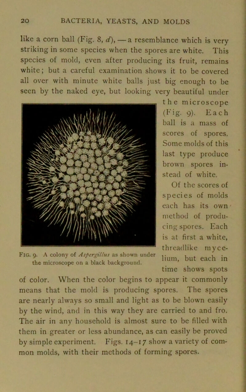 like a corn ball (Fig. 8, d),— a resemblance which is very striking in some species when the spores are white. This species of mold, even after producing its fruit, remains white; but a careful examination shows it to be covered all over with minute white balls just big enough to be seen by the naked eye, but looking very beautiful under the microscope (Fig. 9). Each ball is a mass of scores of spores. Some molds of this last type produce brown spores in- stead of white. Of the scores of species of molds each has its own method of produ- cing spores. Each is at first a white, threadlike myce- lium, but each in time shows spots of color. When the color begins to appear it commonly means that the mold is producing spores. The spores are nearly always so small and light as to be blown easily by the wind, and in this way they are carried to and fro. The air in any household is almost sure to be filled with them in greater or less abundance, as can easily be proved by simple experiment. Figs. 14-17 show a variety of com- mon molds, with their methods of forming spores. Fig. 9. A colony of Aspergillus as shown under the microscope on a black background.