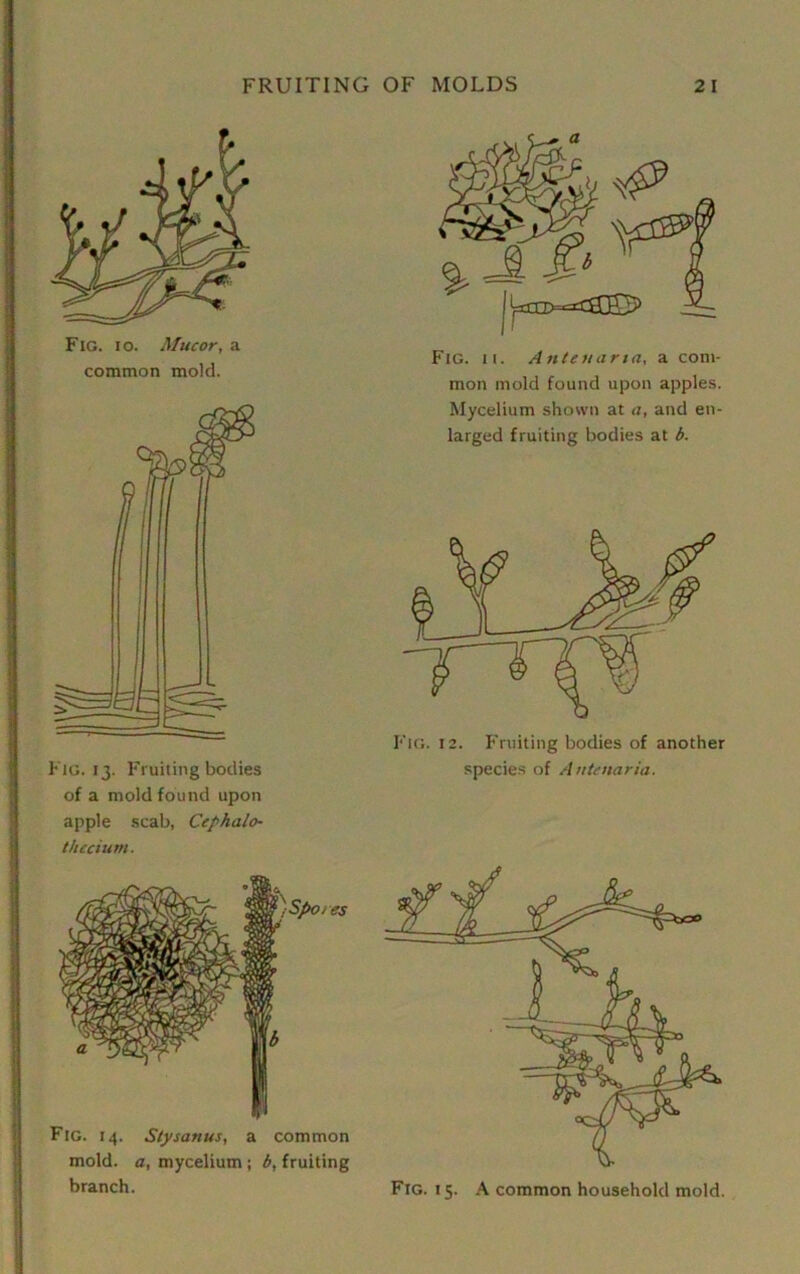 Fig. 13. Fruiting bodies of a mold found upon apple scab, Cep halo- thecium. Fig. 14. Stysanus, a common mold, a, mycelium ; b, fruiting branch. mon mold found upon apples. Mycelium shown at a, and en- larged fruiting bodies at b. Fig. 12. Fruiting bodies of another species of Antenaria. Fig. 15. A common household mold.