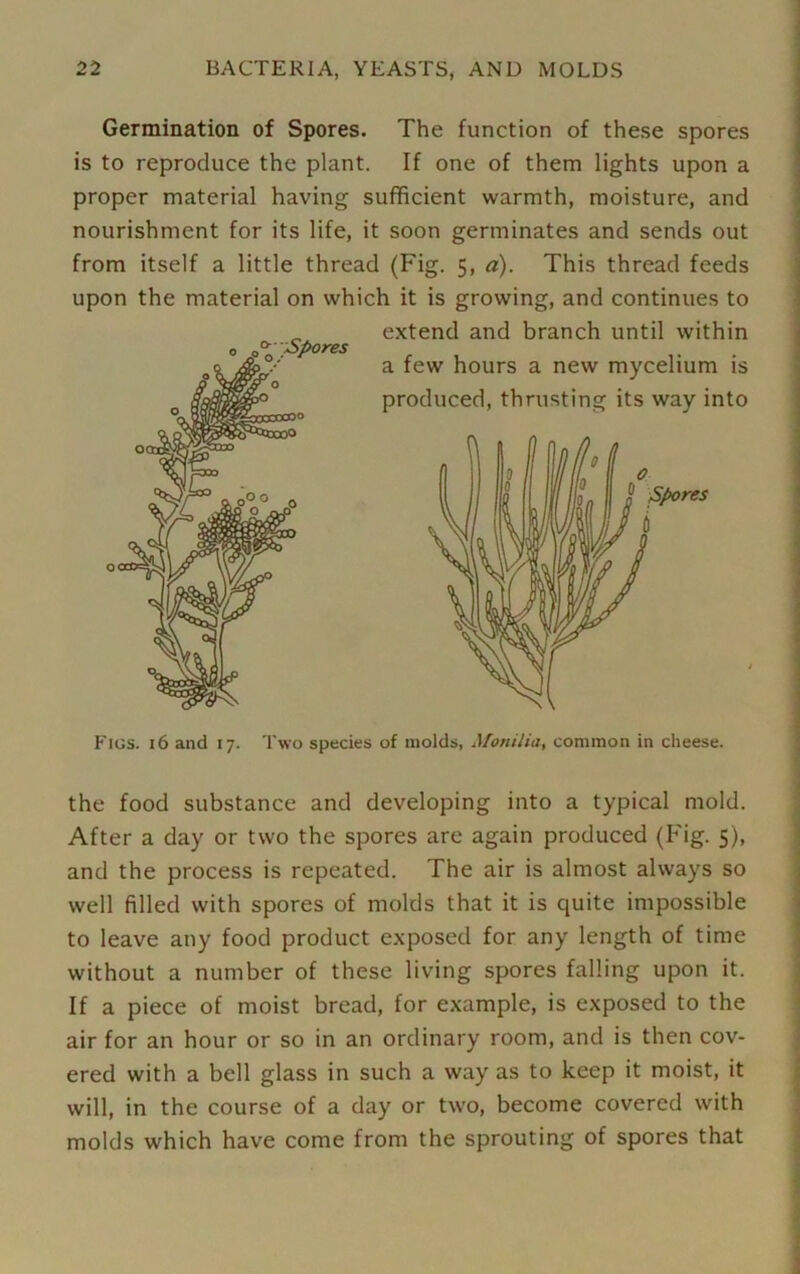 Germination of Spores. The function of these spores is to reproduce the plant. If one of them lights upon a proper material having sufficient warmth, moisture, and nourishment for its life, it soon germinates and sends out from itself a little thread (Fig. 5, a). This thread feeds upon the material on which it is growing, and continues to Figs. 16 and 17. Two species of molds, Afonilia, common in cheese. the food substance and developing into a typical mold. After a day or two the spores are again produced (Fig. 5), and the process is repeated. The air is almost always so well filled with spores of molds that it is quite impossible to leave any food product exposed for any length of time without a number of these living spores falling upon it. If a piece of moist bread, for example, is exposed to the air for an hour or so in an ordinary room, and is then cov- ered with a bell glass in such a way as to keep it moist, it will, in the course of a day or two, become covered with molds which have come from the sprouting of spores that ^'Spores extend and branch until within a few hours a new mycelium is produced, thrusting its way into O