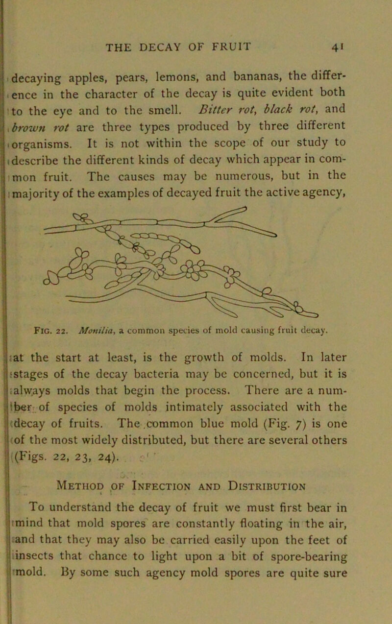 decaying apples, pears, lemons, and bananas, the differ- ence in the character of the decay is quite evident both to the eye and to the smell. Bitter rot, black rot, and brown rot are three types produced by three different organisms. It is not within the scope of our study to describe the different kinds of decay which appear in com- mon fruit. The causes may be numerous, but in the majority of the examples of decayed fruit the active agency, at the start at least, is the growth of molds. In later ;stages of the decay bacteria may be concerned, but it is always molds that begin the process. There are a num- :ber of species of molds intimately associated with the decay of fruits. The common blue mold (Fig. 7) is one of the most widely distributed, but there are several others | (Figs. 22, 23, 24). Method of Infection and Distribution I .. .. * * To understand the decay of fruit we must first bear in mind that mold spores are constantly floating in the air, : and that they may also be carried easily upon the feet of insects that chance to light upon a bit of spore-bearing mold. By some such agency mold spores are quite sure