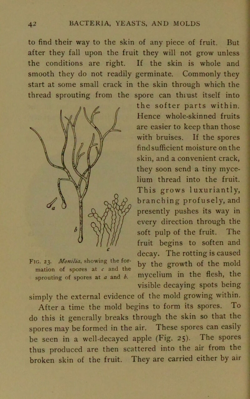 to find their way to the skin of any piece of fruit. But after they fall upon the fruit they will not grow unless the conditions are right. If the skin is whole and smooth they do not readily germinate. Commonly they start at some small crack in the skin through which the thread sprouting from the spore can thrust itself into the softer parts within. Hence whole-skinned fruits are easier to keep than those with bruises. If the spores findsufficient moisture on the skin, and a convenient crack, they soon send a tiny myce- lium thread into the fruit. This grows luxuriantly, branching profusely, and presently pushes its way in every direction through the soft pulp of the fruit. The fruit begins to soften and decay. The rotting is caused by the growth of the mold mycelium in the flesh, the visible decaying spots being simply the external evidence of the mold growing within. After a time the mold begins to form its spores. To do this it generally breaks through the skin so that the spores may be formed in the air. These spores can easily be seen in a well-decayed apple (Fig. 25). The spores thus produced are then scattered into the air from the broken skin of the fruit. They are carried either by air Fig. 23. Afonilia, showing the for- mation of spores at c and the sprouting of spores at a and b.