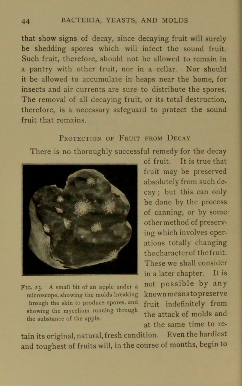 that show signs of decay, since decaying fruit will surely be shedding spores which will infect the sound fruit. Such fruit, therefore, should not be allowed to remain in a pantry with other fruit, nor in a cellar. Nor should it be allowed to accumulate in heaps near the home, for insects and air currents are sure to distribute the spores. The removal of all decaying fruit, or its total destruction, therefore, is a necessary safeguard to protect the sound fruit that remains. Protection of Fruit from Decay There is no thoroughly successful remedy for the decay of fruit. It is true that fruit may be preserved absolutely from such de- cay ; but this can only be done by the process of canning, or by some- other method of preserv- ing which involves oper- ations totally changing thecharacterof thefruit. These we shall consider in a later chapter. It is not possible by any known means to preserve fruit indefinitely from the attack of molds and at the same time to re- tain its original, natural, fresh condition. Even the hardiest and toughest of fruits will, in the course of months, begin to Fig. 25. A small bit of an apple under a microscope, showing the molds breaking hrough the skin to produce spores, and showing the mycelium running through the substance of the apple.