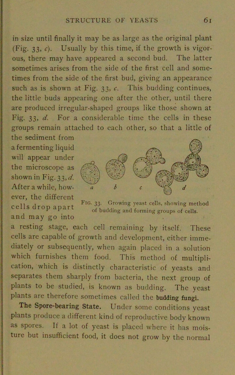 in size until finally it may be as large as the original plant (Fig. 33, c). Usually by this time, if the growth is vigor- ous, there may have appeared a second bud. The latter sometimes arises from the side of the first cell and some- times from the side of the first bud, giving an appearance such as is shown at Fig. 33, c. This budding continues, the little buds appearing one after the other, until there are produced irregular-shaped groups like those shown at Fig. 33, d. For a considerable time the cells in these groups remain attached to each other, so that a little of the sediment from a fermenting liquid will appear under the microscope as shown in Fig. 33,^. After a while, how- ever, the different cells drop apart and may go into a resting stage, each cell remaining by itself. These cells are capable of growth and development, either imme- Fig. 33. Growing yeast cells, showing method of budding and forming groups of cells. diately or subsequently, when again placed in a solution which furnishes them food. This method of multipli- cation, which is distinctly characteristic of yeasts and separates them sharply from bacteria, the next group of plants to be studied, is known as budding. The yeast plants are therefore sometimes called the budding fungi. The Spore-bearing State. Under some conditions yeast plants produce a different kind of reproductive body known as spores. If a lot of yeast is placed where it has mois- ture but insufficient food, it does not grow by the normal