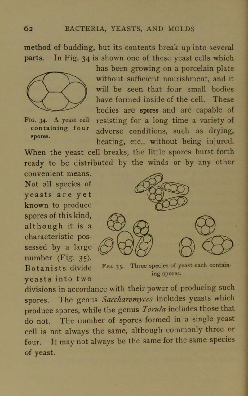 Fig. 34. A yeast cell containing four spores. method of budding, but its contents break up into several parts. In Fig. 34 is shown one of these yeast cells which has been growing on a porcelain plate without sufficient nourishment, and it will be seen that four small bodies have formed inside of the cell. These bodies are spores and are capable of resisting for a long time a variety of adverse conditions, such as drying, heating, etc., without being injured. When the yeast cell breaks, the little spores burst forth ready to be distributed by the winds or by any other convenient means. Not all species of yeasts are yet known to produce spores of this kind, although it is a characteristic pos- sessed by a large number (Fig. 35). Botanists divide yeasts into two divisions in accordance with their power of producing such spores. The genus Saccharomyces includes yeasts which produce spores, while the genus Tomlci includes those that do not. The number of spores formed in a single yeast cell is not always the same, although commonly three or four. It may not always be the same for the same species of yeast. Fig. 35. Three species of yeast each contain- ing spores.