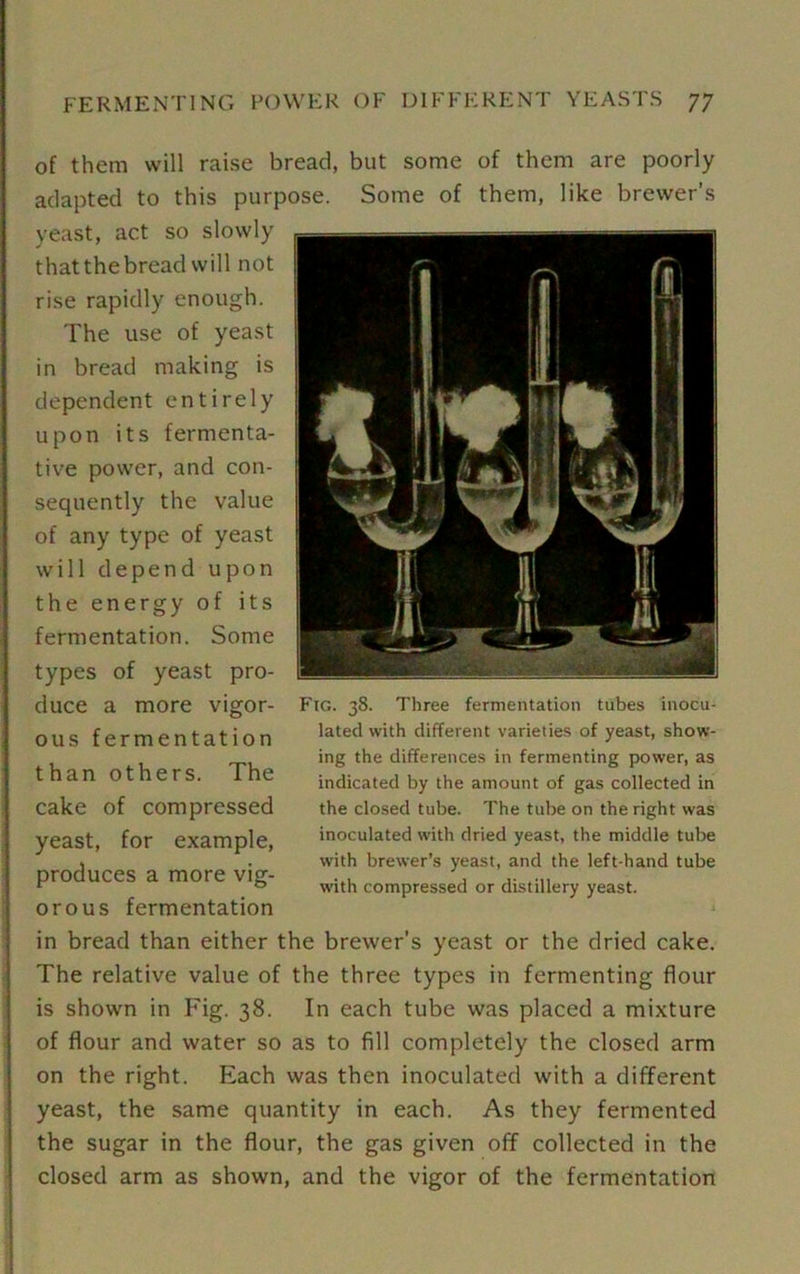 of them will raise bread, but some of them are poorly adapted to this purpose. Some of them, like brewer’s yeast, act so slowly that the bread will not rise rapidly enough. The use of yeast in bread making is dependent entirely upon its fermenta- tive power, and con- sequently the value of any type of yeast will depend upon the energy of its fermentation. Some types of yeast pro- duce a more vigor- ous fermentation than others. The cake of compressed yeast, for example, produces a more vig- orous fermentation in bread than either the brewer’s yeast or the dried cake. The relative value of the three types in fermenting flour is shown in Fig. 38. In each tube was placed a mixture of flour and water so as to fill completely the closed arm on the right. Each was then inoculated with a different yeast, the same quantity in each. As they fermented the sugar in the flour, the gas given off collected in the closed arm as shown, and the vigor of the fermentation Fig. 38. Three fermentation tubes inocu- lated with different varieties of yeast, show- ing the differences in fermenting power, as indicated by the amount of gas collected in the closed tube. The tube on the right was inoculated with dried yeast, the middle tube with brewer’s yeast, and the left-hand tube with compressed or distillery yeast.