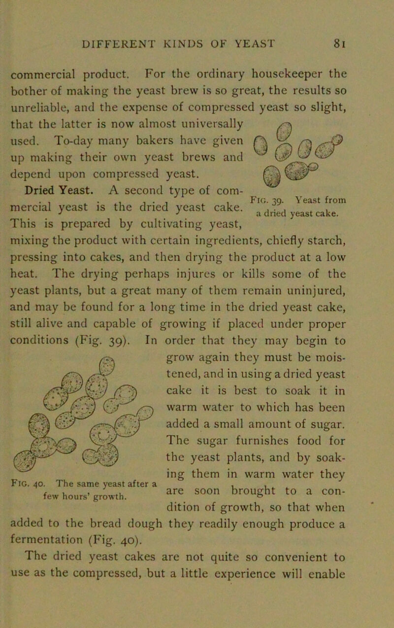 Fig. 39. Yeast from a dried yeast cake. commercial product. For the ordinary housekeeper the bother of making the yeast brew is so great, the results so unreliable, and the expense of compressed yeast so slight, that the latter is now almost universally used. To-day many bakers have given up making their own yeast brews and depend upon compressed yeast. Dried Yeast. A second type of com- mercial yeast is the dried yeast cake. This is prepared by cultivating yeast, mixing the product with certain ingredients, chiefly starch, pressing into cakes, and then drying the product at a low heat. The drying perhaps injures or kills some of the yeast plants, but a great many of them remain uninjured, and may be found for a long time in the dried yeast cake, still alive and capable of growing if placed under proper conditions (Fig. 39). In order that they may begin to grow again they must be mois- tened, and in using a dried yeast cake it is best to soak it in warm water to which has been added a small amount of sugar. The sugar furnishes food for the yeast plants, and by soak- ing them in warm water they are soon brought to a con- dition of growth, so that when added to the bread dough they readily enough produce a fermentation (Fig. 40). The dried yeast cakes are not quite so convenient to use as the compressed, but a little experience will enable Fig. 40. The same yeast after a few hours’ growth.