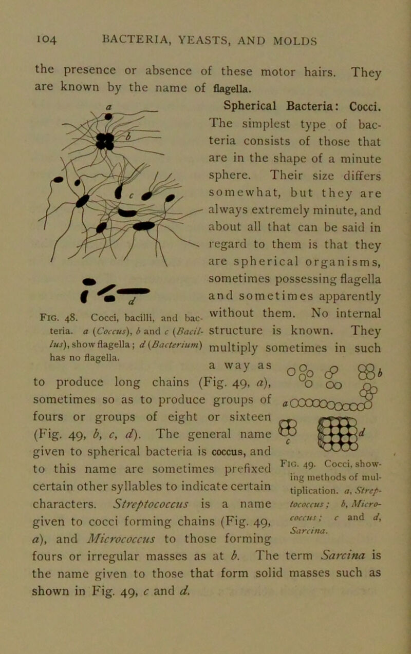 the presence or absence of these motor hairs. They are known by the name of flagella. Spherical Bacteria: Cocci. The simplest type of bac- teria consists of those that are in the shape of a minute sphere. Their size differs somewhat, but they are always extremely minute, and about all that can be said in regard to them is that they are spherical organisms, m sometimes possessing flagella { and sometimes apparently Fig. 48. Cocci, bacilli, and bac- without them. No internal teria. a (Coccus), b and c (Bad/- Structure is known. They lus), show flagella; d (Bacterium) multiply sometimes in such has no flagella. a way as 0 Oq # CQb to produce long chains (Fig. 49, a), uo 00 o~, sometimes so as to produce groups of a CCCCCrrrry~0 fours or groups of eight or sixteen (Fig. 49, b, c, d). The general name given to spherical bacteria is coccus, and to this name are sometimes prefixed FlG'49‘ f occ'-s'10- ing methods of mul- certain other syllables to indicate certain characters. Streptococcus is a name given to cocci forming chains (Fig. 49, a), and Micrococcus to those forming fours or irregular masses as at b. The term Sarcina is the name given to those that form solid masses such as shown in Fig. 49, c and d. tiplication. a, Strep- tococcus ; b, Micro- coccus ; c and d, Sarcina.