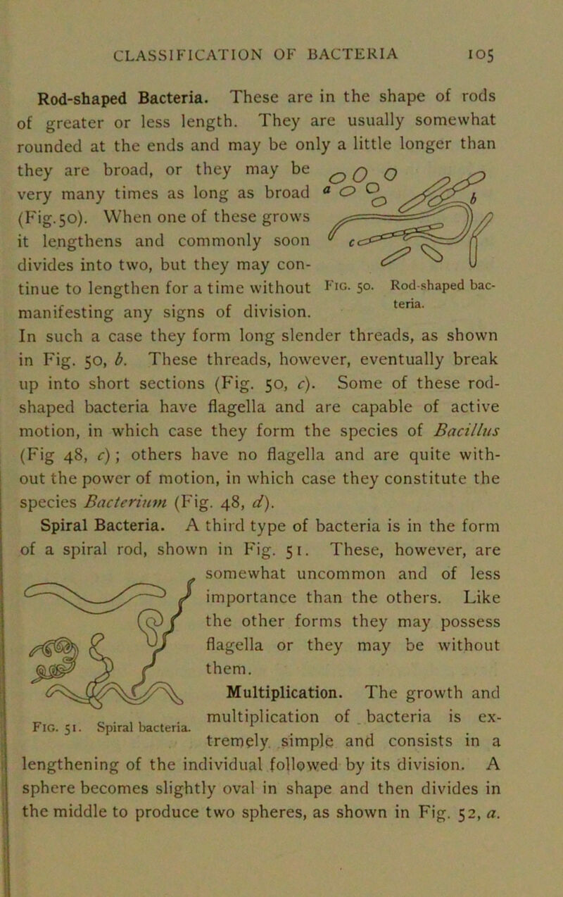 Rod-shaped Bacteria. These are in the shape of rods of greater or less length. They are usually somewhat rounded at the ends and may be only a little longer than they are broad, or they may be ^ Q O y? very many times as long as broad a C> ^ ylyyb (Fig.50). When one of these grows it lengthens and commonly soon divides into two, but they may con- tinue to lengthen for a time without Fig. 50. Rod shaped bac- manifesting any signs of division. In such a case they form long slender threads, as shown in Fig. 50, b. These threads, however, eventually break up into short sections (Fig. 50, c). Some of these rod- shaped bacteria have flagella and are capable of active motion, in which case they form the species of Bacillus (Fig 48, c); others have no flagella and are quite with- out the power of motion, in which case they constitute the species Bacterium (Fig. 48, d). Spiral Bacteria. A third type of bacteria is in the form of a spiral rod, shown in Pig. 51. These, however, are somewhat uncommon and of less importance than the others. Like the other forms they may possess flagella or they may be without them. Multiplication. The growth and multiplication of bacteria is ex- tremely. simple and consists in a lengthening of the individual followed by its division. A sphere becomes slightly oval in shape and then divides in the middle to produce two spheres, as shown in Fig. 52, a. Fig. 51. Spiral bacteria.