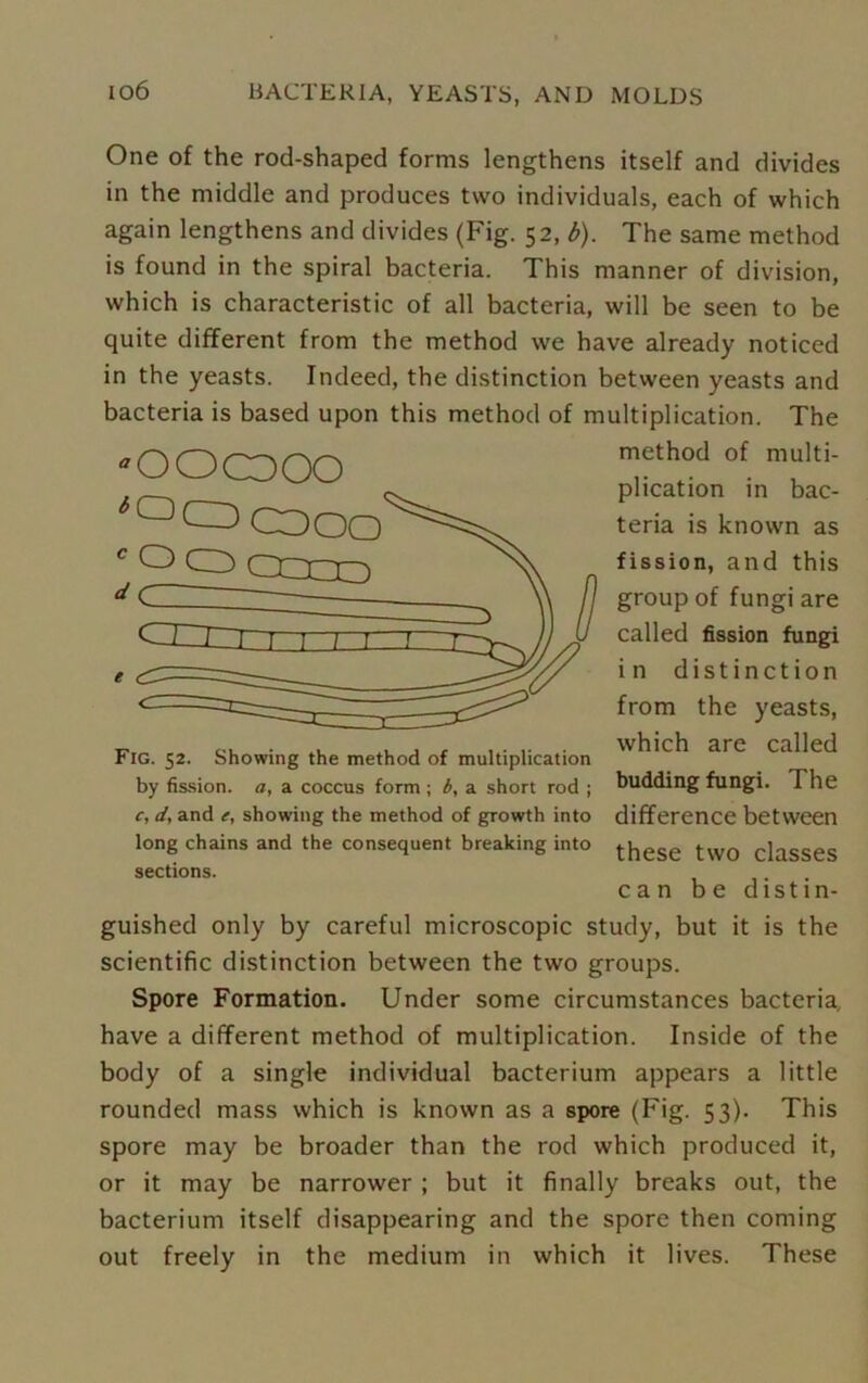 One of the rod-shaped forms lengthens itself and divides in the middle and produces two individuals, each of which again lengthens and divides (Fig. 52, b). The same method is found in the spiral bacteria. This manner of division, which is characteristic of all bacteria, will be seen to be quite different from the method we have already noticed in the yeasts. Indeed, the distinction between yeasts and bacteria is based upon this method of multiplication. The OOCDOO Fig. 52. Showing the method of multiplication by fission, a, a coccus form; b, a short rod ; c, d, and e, showing the method of growth into long chains and the consequent breaking into sections. method of multi- plication in bac- teria is known as fission, and this group of fungi are called fission fungi in distinction from the yeasts, which are called budding fungi. The difference between these two classes can be distin- guished only by careful microscopic study, but it is the scientific distinction between the two groups. Spore Formation. Under some circumstances bacteria have a different method of multiplication. Inside of the body of a single individual bacterium appears a little rounded mass which is known as a spore (Fig. 53). This spore may be broader than the rod which produced it, or it may be narrower ; but it finally breaks out, the bacterium itself disappearing and the spore then coming out freely in the medium in which it lives. These