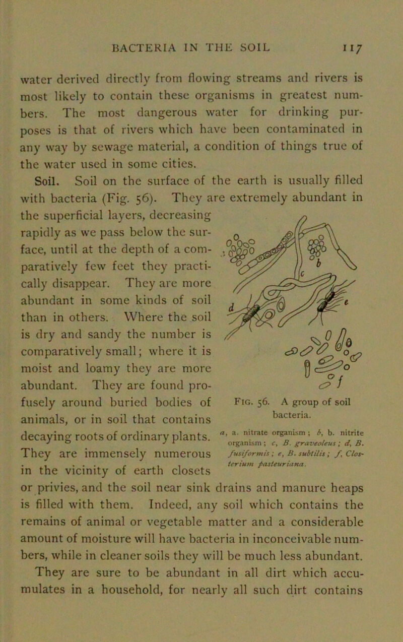 water derived directly from flowing streams and rivers is most likely to contain these organisms in greatest num- bers. The most dangerous water for drinking pur- poses is that of rivers which have been contaminated in any way by sewage material, a condition of things true of the water used in some cities. Soil. Soil on the surface of the earth is usually filled with bacteria (Fig. 56). They are extremely abundant in the superficial layers, decreasing rapidly as we pass below the sur- face, until at the depth of a com- paratively few feet they practi- cally disappear. They are more abundant in some kinds of soil than in others. Where the soil is dry and sandy the number is comparatively small; where it is moist and loamy they are more abundant. They are found pro- fusely around buried bodies of animals, or in soil that contains decaying roots of ordinary plants. They are immensely numerous in the vicinity of earth closets or privies, and the soil near sink drains and manure heaps is filled with them. Indeed, any soil which contains the remains of animal or vegetable matter and a considerable amount of moisture will have bacteria in inconceivable num- bers, while in cleaner soils they will be much less abundant. They are sure to be abundant in all dirt which accu- mulates in a household, for nearly all such dirt contains Fig. 56. A group of soil bacteria. a. nitrate organism ; b, b. nitrite organism ; c, B. graveoleus; d, B. fusiformis ; t, B. subtilis; fy Clos- teriuvi pasteuriana.