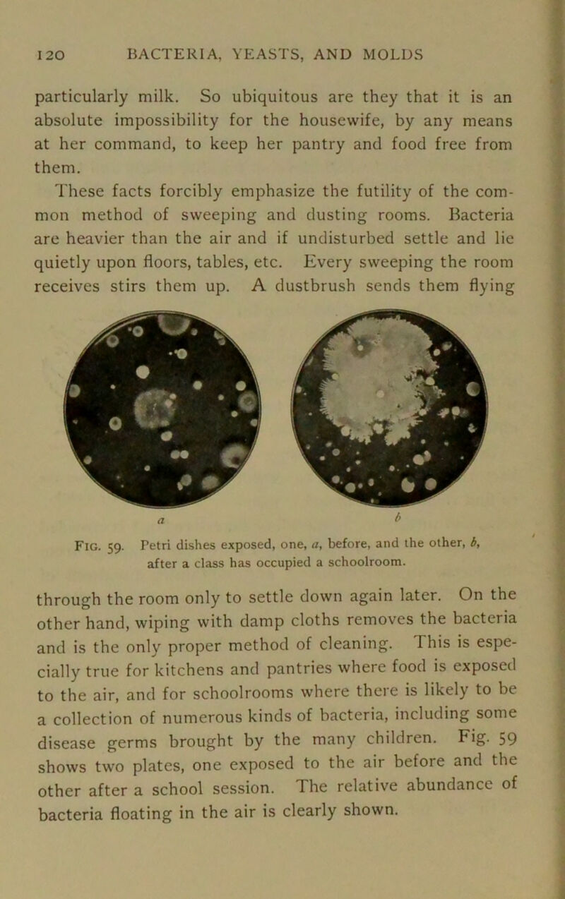 particularly milk. So ubiquitous are they that it is an absolute impossibility for the housewife, by any means at her command, to keep her pantry and food free from them. These facts forcibly emphasize the futility of the com- mon method of sweeping and dusting rooms. Bacteria are heavier than the air and if undisturbed settle and lie quietly upon floors, tables, etc. Every sweeping the room receives stirs them up. A dustbrush sends them flying Fig. 59. Petri dishes exposed, one, a, before, and the other, b, after a class has occupied a schoolroom. through the room only to settle down again later. On the other hand, wiping with damp cloths removes the bacteria and is the only proper method of cleaning. This is espe- cially true for kitchens and pantries where food is exposed to the air, and for schoolrooms where there is likely to be a collection of numerous kinds of bacteria, including some disease germs brought by the many children. Fig. 59 shows two plates, one exposed to the air before and the other after a school session. The relative abundance of bacteria floating in the air is clearly shown.