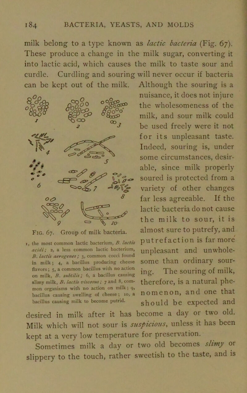 milk belong to a type known as lactic bacteria (Fig. 67). These produce a change in the milk sugar, converting it into lactic acid, which causes the milk to taste sour and curdle. Curdling and souring will never occur if bacteria can be kept out of the milk. Although the souring is a nuisance, it does not injure the wholesomeness of the 8% 2 °o°o CO milk, and sour milk could be used freely were it not for its unpleasant taste. Indeed, souring is, under some circumstances, desir- able, since milk properly soured is protected from a variety of other changes far less agreeable. If the lactic bacteria do not cause the milk to sour, it is Fig. 67. Group of milk bacteria. almost suie to putiefy, and the most common lactic bacterium, B. lactis putrefaction is fai more acidi; 2, a less common lactic bacterium, unpleasant and Uliwhole- B. lactis aerogenes ; 3, common cocci found in milk; 4, a bacillus producing cheese SOTT1C thcin Ordinary SOUI*- flavors; 5, a common bacillus with no action . SOUring of milk, on milk, B. subtilis; 6, a bacillus causing o & slimy milk, b. lactis viscosus; 7 and 8, com- therefore, is a natural phe- mon organisms with no action on milk; 9, bacillus causing swelling of cheese; 10, a bacillus causing milk to become putrid. nomenon, and one that should be expected and desired in milk after it has become a day or two old. Milk which will not sour is suspicious, unless it has been kept at a very low temperature for preservation. Sometimes milk a day or two old becomes slimy or slippery to the touch, rather sweetish to the taste, and is