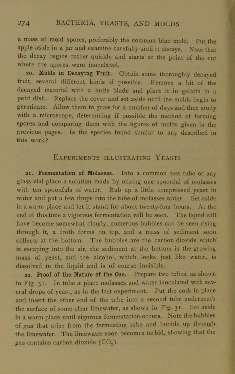 a mass of mold spores, preferably the common blue mold. Put the apple aside in a jar and examine carefully until it decays. Note that the decay begins rather quickly and starts at the point of the cut where the spores were inoculated. 20. Molds in Decaying Fruit. Obtain some thoroughly decayed fruit, several different kinds if possible. Remove a bit of the decayed material with a knife blade and plant it in gelatin in a petri dish. Replace the cover and set aside until the molds begin to germinate. Allow them to grow for a number of days and then study with a microscope, determining if possible the method of forming spores and comparing them with the figures of molds given in the previous pages. Is the species found similar to any described in this work ? Experiments illustrating Yeasts 21. Fermentation of Molasses. Into a common test tube or any glass vial place a solution made by mixing one spoonful of molasses with ten spoonfuls of water. Rub up a little compressed yeast in water and put a few drops into the tube of molasses water. Set aside in a warm place and let it stand for about twenty-four hours. At the end of this time a vigorous fermentation will be seen. The liquid will have become somewhat cloudy, numerous bubbles can be seen rising through it, a froth forms on top, and a mass of sediment soon collects at the bottom. The bubbles are the carbon dioxide which' is escaping into the air, the sediment at the bottom is the growing mass of yeast, and the alcohol, which looks just like water, is dissolved in the liquid and is of course invisible. 22. Proof of the Nature of the Gas. Prepare two tubes, as show n in Fig. 31. In tube a place molasses and water inoculated with sev- eral drops of yeast, as in the last experiment. Put the cork in place and insert the other end of the tube into a second tube underneath the surface of some clear limewater, as shown in fig. 31. Set aside in a warm place until vigorous fermentation occurs. Note the bubbles of gas that arise from the fermenting tube and bubble up through the limewater. The limew'ater soon becomes turbid, showing that the gas contains carbon dioxide (CO„).