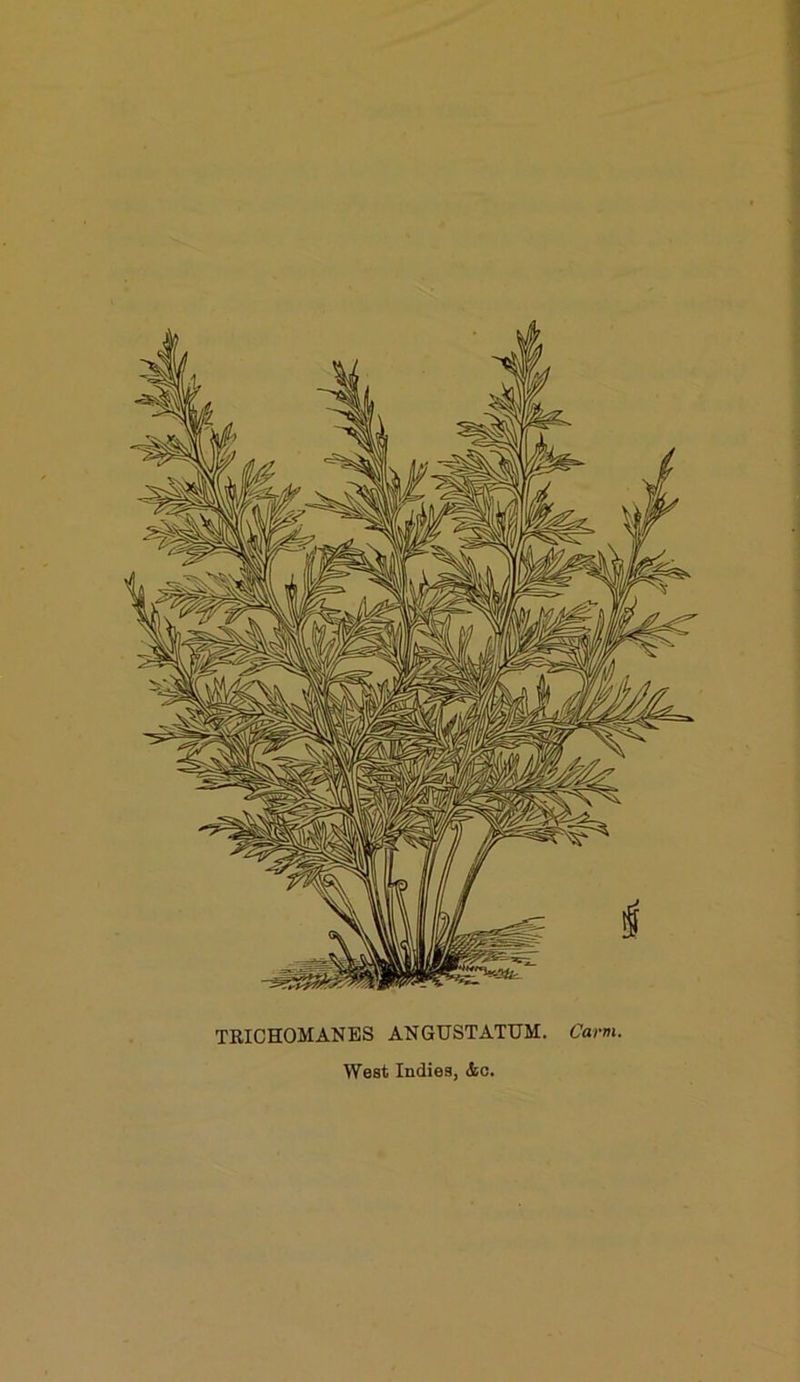 TRICHOMANES ANGUSTATUM, Carm. West Indies, &c.