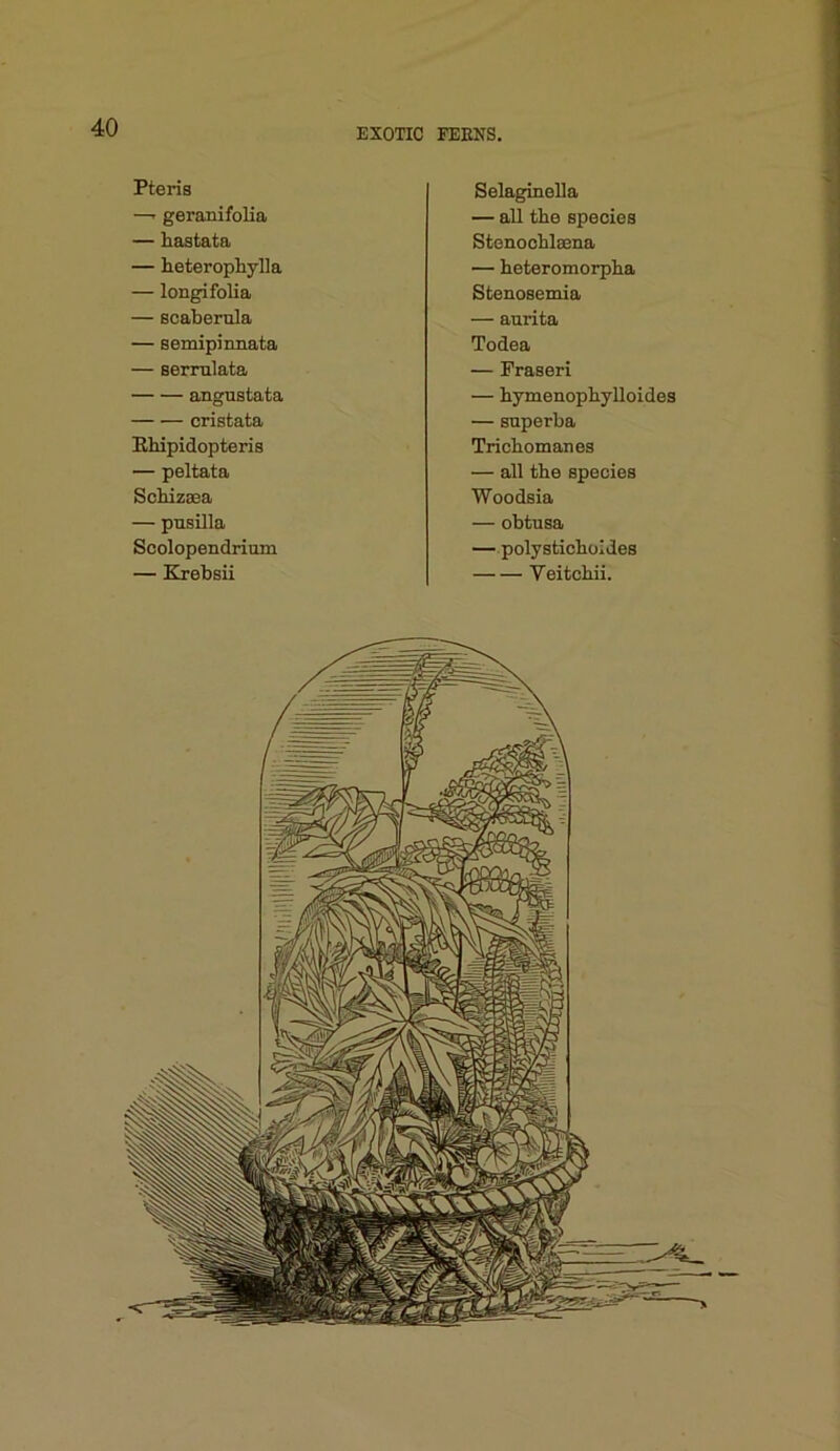 Pteris —' geranifolia — hastata — heterophylla — longifolia — scaberula — semipinnata — sermlata angustata cristata Ehipidopteris — peltata Schizaea — pusilla Scolopendrium — Krebsii Selaginella — all the species Stenooblaena — beteromorpba Stenosemia — aurita Todea — Praseri — hymenopbylloides — Buperba Trichomanes — all the species Woodsia — obtusa — polysticboides Veitchii.