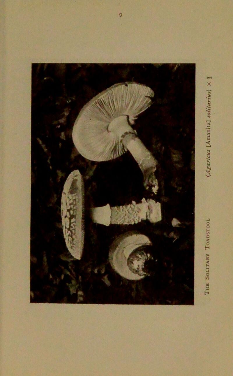 1 he Solitary Toadstool (Agciticus [Amanita] solitarius)