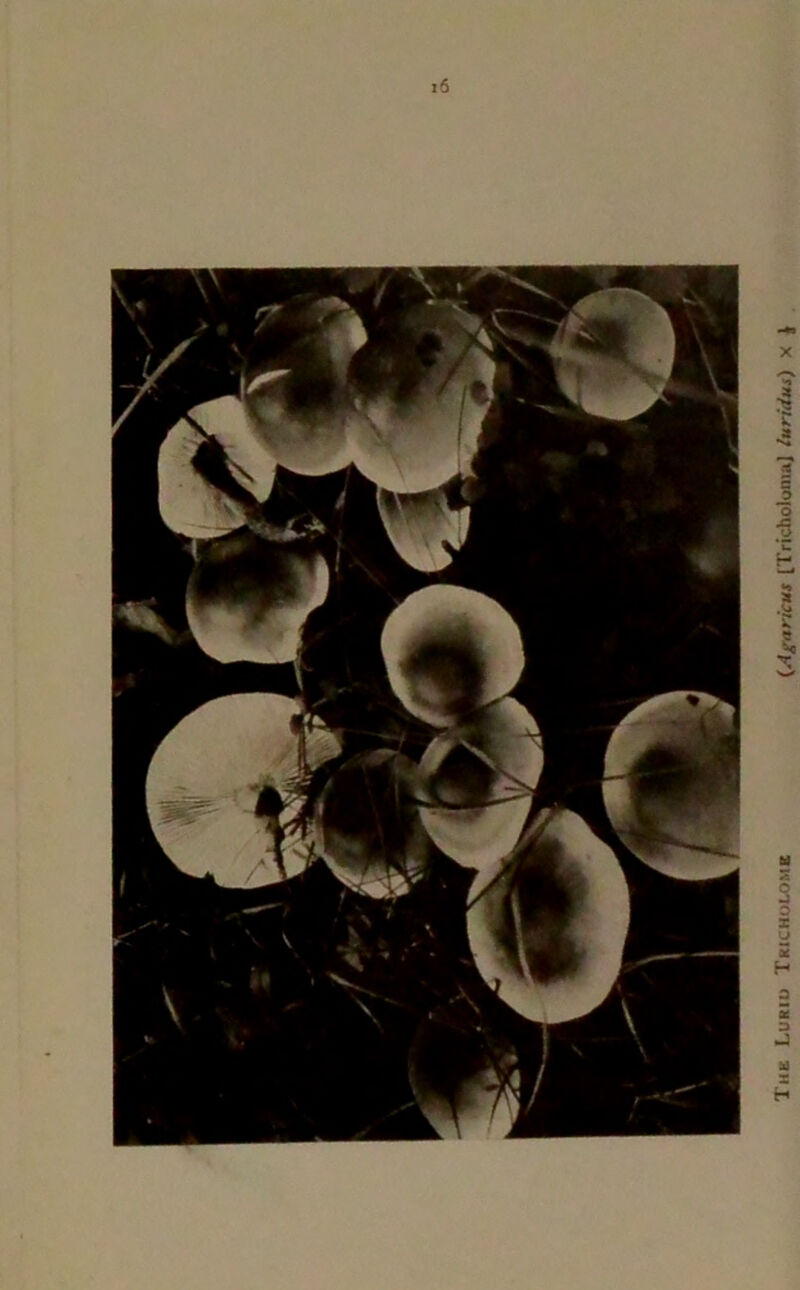 The Luriu Tricholome (Agaricus [TrichoJoniaJ luridusi)