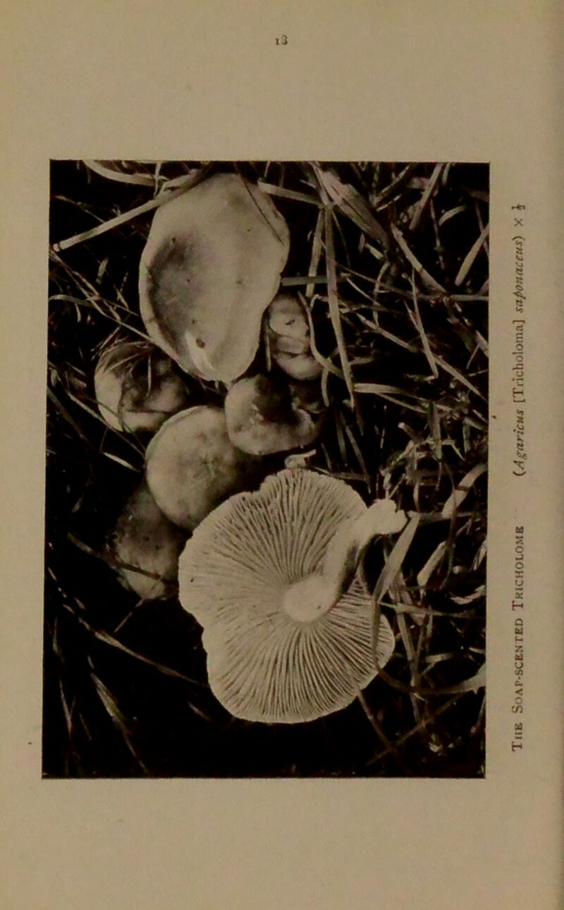 u The Soap-scented Tricholoms (Agaricut [Tiicholoma] saponaceus) X J