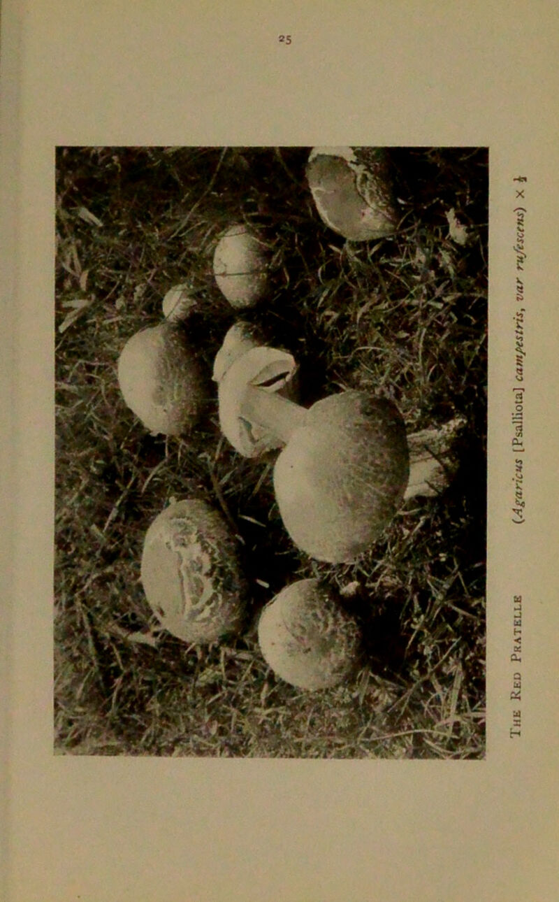 *5 Ihe Red Pratelle (.Agaricus [Psalliota] campcstris, var ru/escens) x £