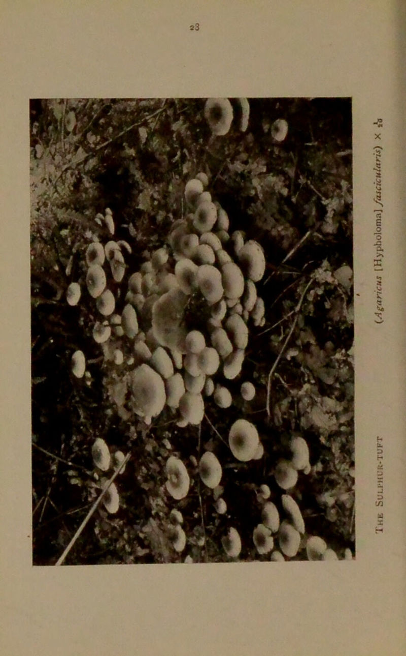 *3 The SUU'HUR-TUPT (Agaricus [Hypboloma] fasckularis)