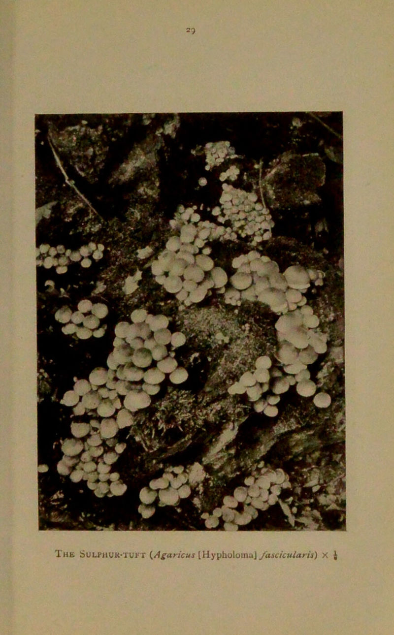 The Sulphur-tuft {Agaricus [HypholomaJ fascicuiaris) x |