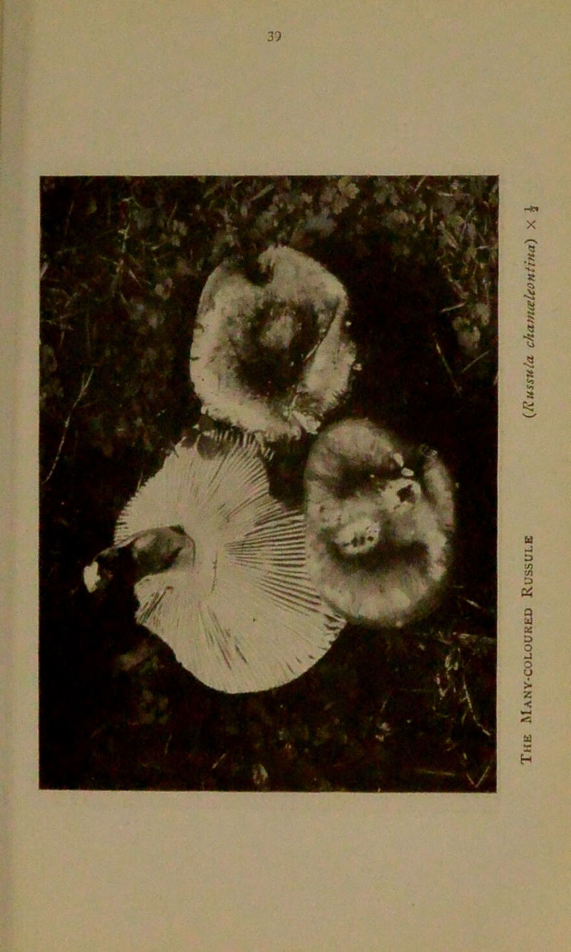 The Many-coloured Russule (Russula chamteltontina) x J