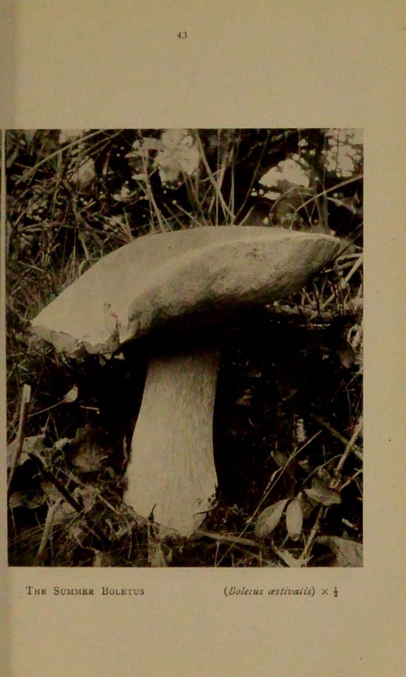 4.1 The Summer Boletus (Boletus testivalis) x $