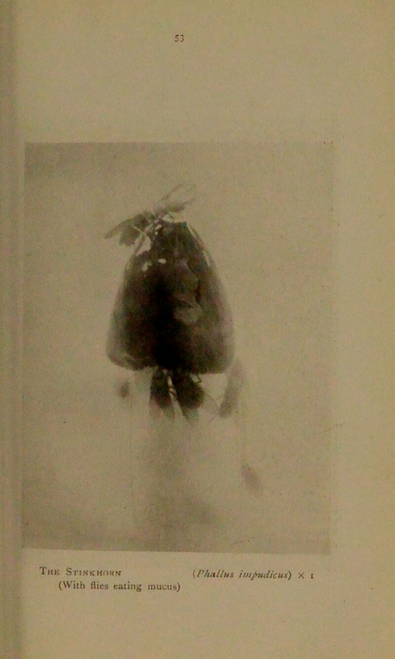 The Stink houn (With flies eating mucus) (Phallus impudicus) X