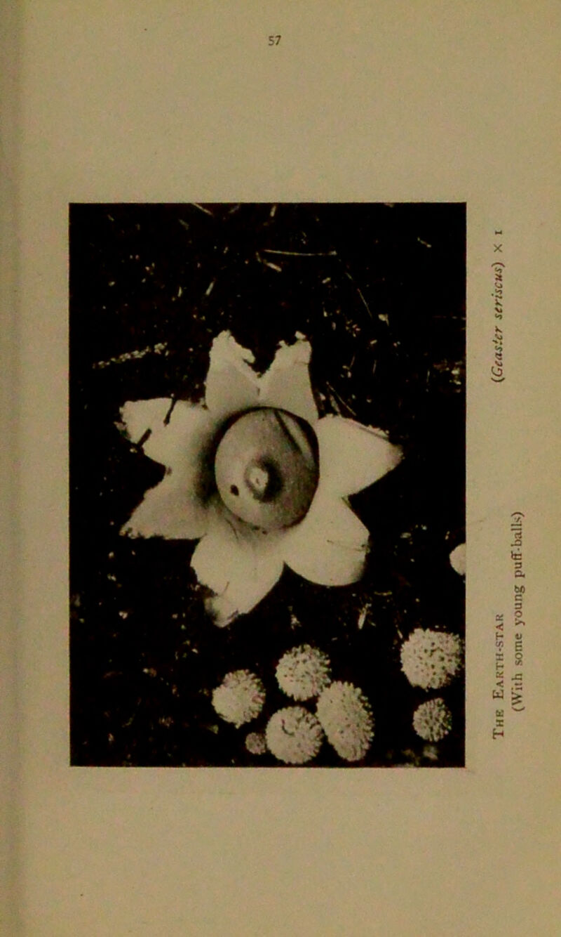 x Thk Earth-star (Geaster seriscus) (With some young puff balls)