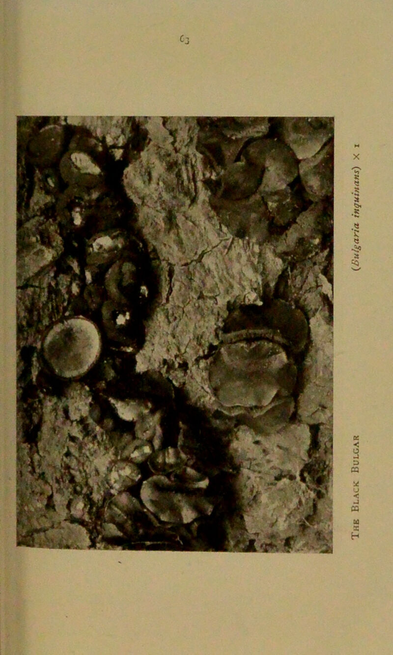 c Black Bulgar (Bulgaria inquinans)