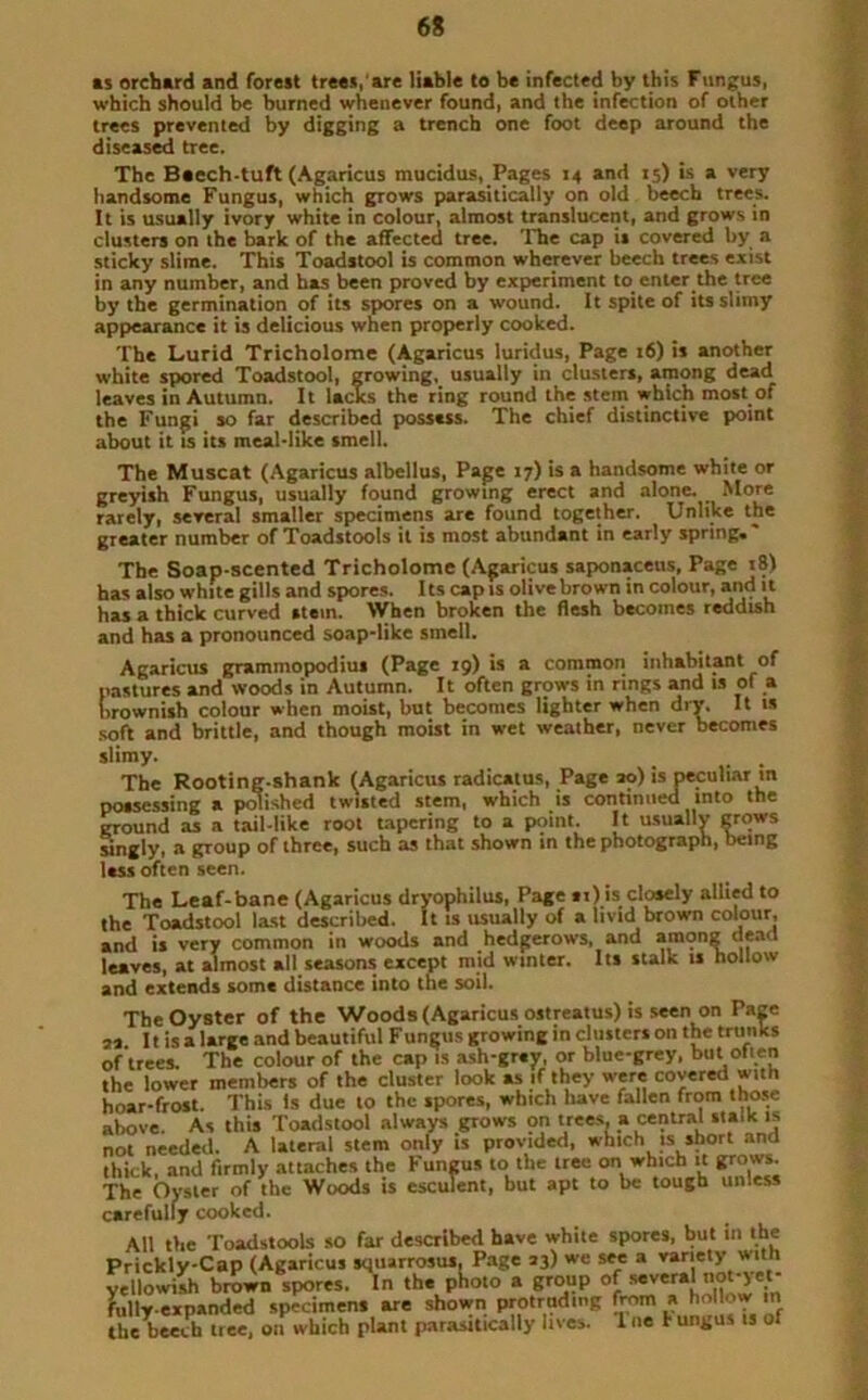 as orchard and forest trees, are liable to be infected by this Fungus, which should be burned whenever found, and the infection of other trees prevented by digging a trench one foot deep around the diseased tree. The Beech-tuft (Agaricus mucidus, Pages 14 and 15) is a very handsome Fungus, which grows parasitically on old beech trees. It is usually ivory white in colour, almost translucent, and grows in clusters on the bark of the affected tree. The cap is covered by a sticky slime. This Toadstool is common wherever beech trees exist in any number, and has been proved by experiment to enter the tree by the germination of its spores on a wound. It spite of its slimy appearance it is delicious when properly cooked. The Lurid Tricholome (Agaricus luridus, Page 16) is another white spored Toadstool, growing, usually in clusters, among dead leaves in Autumn. It lacks the ring round the stem which most of the Fungi so far described possess. The chief distinctive point about it is its meal-like smell. The Muscat (Agaricus albellus, Page 17) is a handsome white or greyish Fungus, usually found growing erect and alone. More rarely, several smaller specimens are found together. Unlike the greater number of Toadstools it is most abundant in early spring* The Soap-scented Tricholome (Agaricus saponaceus, Page 18) has also white gills and spores. Its cap is olive brown in colour, and it has a thick curved stem. When broken the flesh becomes reddish and has a pronounced soap-like smell. Agaricus grammopodius (Page 19) is a common inhabitant of pastures and woods in Autumn. It often grows in rings and is of a brownish colour when moist, but becomes lighter when dry. It is soft and brittle, and though moist in wet weather, never becomes slimy. The Rooting-shank (Agaricus radicatus, Page ao) is peculiar in possessing a polished twisted stem, which is continued into the ground as a tail-like root tapering to a point. It usually grows singly, a group of three, such as that shown in the photograph, being less often seen. The Leaf-bane (Agaricus dryophilus, Page si) is closely allied to the Toadstool last described. It is usually of a livid brown colour, and is very common in woods and hedgerows, and among dead leaves, at almost all seasons except mid winter. Its stalk is hollow and extends some distance into the soil. The Oyster of the Woods (Agaricus ostreatus) is seen on Tage a* It is a large and beautiful Funcus growing in clusters on the trunks of trees. The colour of the cap is ash-grey, or blue-grey, but often the lower members of the cluster look as if they were covered with hoar-frost. This Is due to the spores, which have fallen from those above. As this Toadstool always grows on trees, a central stalk is not needed. A lateral stem only is provided, which is short and thick, and firmly attaches the Fungus to the tree on which it grows. The Oyster of the Woods is esculent, but apt to be tough unless carefully cooked. All the Toadstools so far described have white spores, but in the Prickly-Cap (Agaricus squarrosus, Page 23) we see a variety with yellowish brown spores. In the photo a group of sever, not-yet- fullv expanded specimens are shown protruding from a hollow in the beech tree, 011 which plant parasitically lues. 1 ne I ungus is of