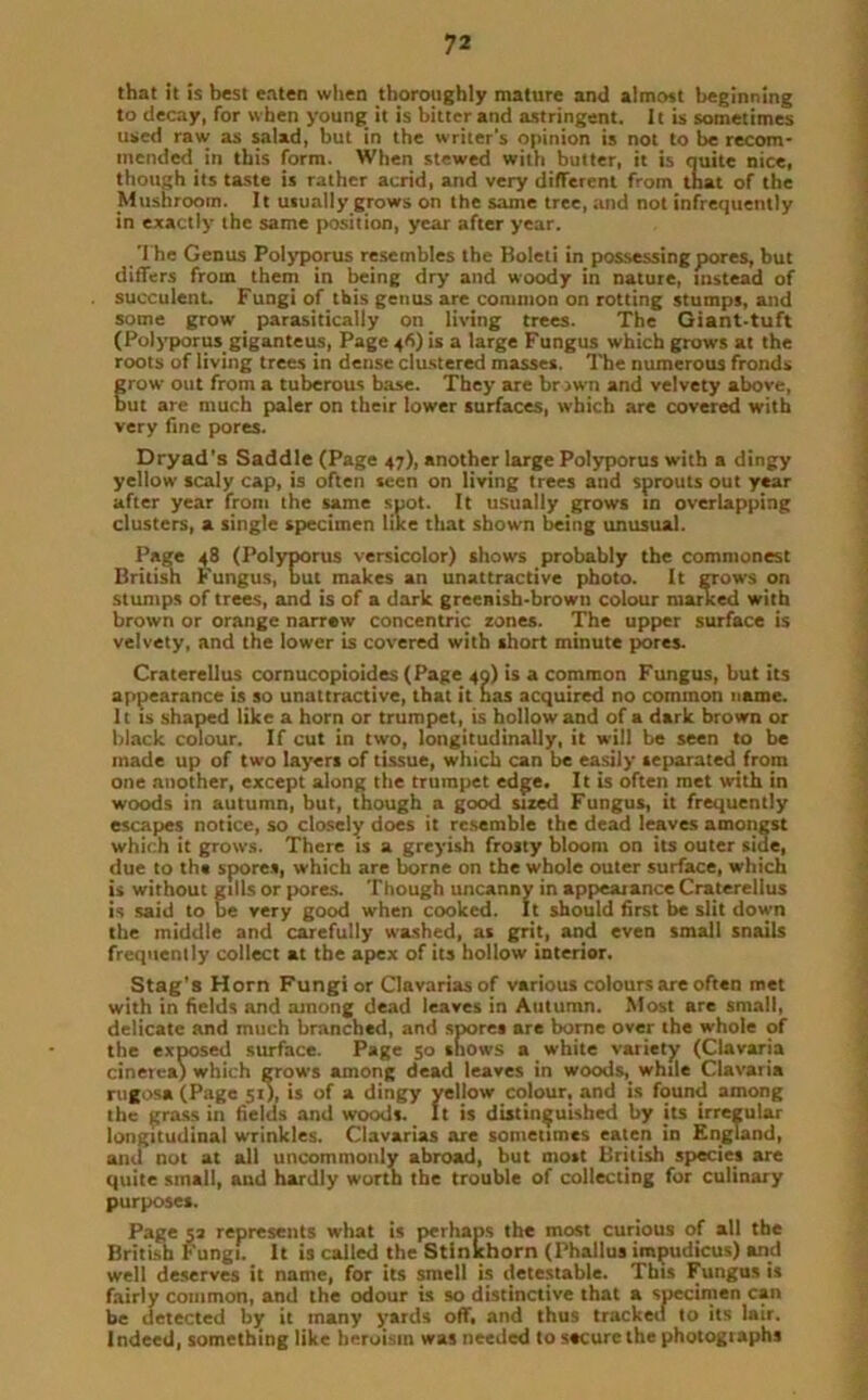 that it is best eaten when thoroughly mature and almost beginning to decay, for when young it is bitter and astringent. It is sometimes used raw as salad, but in the writer's opinion is not to be recom- mended in this form. When stewed with butter, it is quite nice, though its taste is rather acrid, and very different from that of the Mushroom. It usually grows on the same tree, and not infrequently in exactly the same position, year after year. The Genus Polyporus resembles the Holeti in possessing pores, but differs from them in being dry and woody in nature, instead of succulent. Fungi of this genus are common on rotting stumps, and some grow parasitically on living trees. The Giant-tuft (Polyporus giganteus, Page 46) is a large Fungus which grows at the roots of living trees in dense clustered masses. The numerous fronds grow out from a tuberous base. They are brown and velvety above, but are much paler on their lower surfaces, which are covered with very fine pores. Dryad's Saddle (Page 47), another large Polyporus with a dingy yellow scaly cap, is often seen on living trees and sprouts out year after year from the same spot. It usually grows in overlapping clusters, a single specimen like that shown being unusual. Page 48 (Polyporus versicolor) shows probably the commonest British Fungus, but makes an unattractive photo. It grows on stumps of trees, and is of a dark greenish-brown colour marked with brown or orange narrew concentric zones. The upper surface is velvety, and the lower is covered with short minute pores. Craterellus cornucopioides (Page 40) is a common Fungus, but its appearance is so unattractive, that it has acquired no common name. It is shaped like a horn or trumpet, is hollow and of a dark brown or black colour. If cut in two, longitudinally, it will be seen to be made up of two layers of tissue, which can be easily separated, from one another, except along the trumpet edge. It is often met with in woods in autumn, but, though a good sized Fungus, it frequently escapes notice, so closely does it resemble the dead leaves amongst which it grows. There is a greyish frosty bloom on its outer side, due to th« spores, which are borne on the whole outer surface, which is without gills or pores. Though uncanny in appearance Craterellus is said to be very good when cooked. It should first be slit down the middle and carefully washed, as grit, and even small snails frequently collect at the apex of its hollow interior. Stag's Horn Fungi or Clavariasof various colours are often met with in fields and among dead leaves in Autumn. Most are small, delicate and much branched, and spores are borne over the whole of the exposed surface. Page 50 shows a white variety (Ciavaria cinerea) which grows among dead leaves in woods, while Ciavaria rugosa(Page 5t), is of a dingy yellow colour, and is found among the grass in fields and woods. It is distinguished by its irregular longitudinal wrinkles. Clavarias are sometimes eaten in England, and not at all uncommonly abroad, but most British species are quite small, and hardly worth the trouble of collecting for culinary purposes. Page sa represents what is perhaps the most curious of all the British Fungi. It is called the Stinkhorn (Phallus impudicus) and well deserves it name, for its smell is detestable. This Fungus is fairly common, and the odour is so distinctive that a specimen can be detected by it many yards off. and thus tracked to its lair. Indeed, something like heroism was needed to secure the photographs