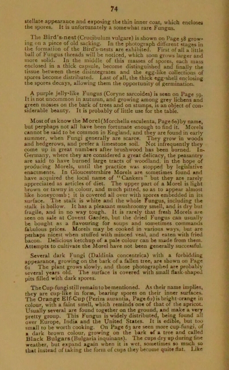 stellate appearance ami exposing the thin inner coat, which encloses the spores. It is unfortunately a somewhat rare Fungus. The Bird’s-nest (Crucibulum vulgare) is shown on Page 58 grow- ing on a piece of old sacking. In the photograph different stages in the formation of the Bird’s-nests are exhibited. First of all a little ball of Fungus threads will be noticed, which soon grows larger and more solid. In the middle of this masses of spores, each mass enclosed in a thick capsule, become distinguished and finally the tissue between these disintegrates and the egg-like collections of spores become distributed. Last of all, the thick egg-shell enclosing the spores decays, allowing them the opportunity of germination. A purple jelly-like Fungus (Coryne sarcoides) is seen on Page 59. It is not uncommon in autumn, and growing among grey lichens and green mosses on the bark of trees and on stumps, is an object of con- siderable beauty. It is probably of little use for the table. Most of us know the Morel(Morchelia esculenta, Page 60) by name, but perphaps not all have been fortunate enough to find it. Morels cannot be said to be common in England, and they are found in early summer, when Fungi generally are scarce. They grow in woods and hedgerows, and prefer a limestone soil. Not infrequently they come up in great numbers after brushwood has been burned. In- Germany, where they are considered a great delicacy, the peasantry are said to have burned large tracts of woodland, in the hope of producing Morels, until the practice was slopped by legislative enactments. In Gloucestershire Morels are sometimes found and have acquired the local name of “Cankers” but they are rarely appreciated as articles of diet. The upper part of a Morel is light brown or tawny in colour, and much pitted, so as to appear almost like honeycomb ; it is covered all over with spores embedded in its surface. The stalk is white and the whole Fungus, including the stalk is hollow. It has a pleasant mushroomy smell, and is dry but fragile, and in no way tough. It is rarely that fresh Morels are seen on sale at Covent Garden, but the dried Fungus can usually be bought as a flavouring for soups and sometimes commands fabulous prices. Morels may be cooked in various ways, but are perhaps nicest when stuffed with minced veal, and eaten with fried bacon. Delicious ketchup of a pale colour can be made from them. Attempts to cultivate the Morel have not been generally successful. Several dark Fungi (Daldinia concentrica) with a forbidding appearance, growing on the bark of a fallen tree, are shown on Page 61 The plant grows slowly, and those photographed are probably several years old. The surface is covered with small flask-shaped pits filled with dark spores. The Cup-fungi still remain to be mentioned. As iheir name implies, they are cup-like in form, bearing spores on their inner surfaces. The Orange Elf-Cup (Peziza aurantia, Page 62) is bright orange in colour, with a faint smell, which reminds one of that of the apricot. Usually several are found together on the ground, and make a very pretty group. This Fungus is widely distributed, being found all over Europe, India and the United Sutes. It is edible, but too small to be worth cooking. On Page 63 are seen more cup-fungi, of a dark brown colour, growing on the bark »f a tree and called Black Bulgars (Bulgaria inquinans). The cups dry up during fine weather, but expand again when it is wet, sometimes so much so that instead of tak ing the form of cups they become quite flat. Like
