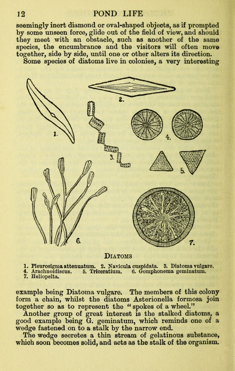 seemingly inert diamond or oval-shaped objects, as if prompted by some unseen force, glide out of the field of view, and should they meet with an obstacle, such as another of the same species, the encumbrance and the visitors will often move together, side by side, until one or other alters its direction. Some species of diatoms live in colonies, a very interesting Diatoms 1. Pleurosigma attenuatum. 2. Navicula cuspidata. 3. Diatoma vulgare. 4. Arachnoidiscus. 5. Triceratium. 6. Gomphonema geminatum. 7. Heliopelta. example being Diatoma vulgare. The members of this colony form a chain, whilst the diatoms Asterionella formosa join together so as to represent the “ spokes of a wheel.” Another group of great interest is the stalked diatoms, a good example being G. geminatum, which reminds one of a wedge fastened on to a stalk by the narrow end. The wedge secretes a thin stream of gelatinous substance, which soon becomes solid, and acts as the stalk of the organism.