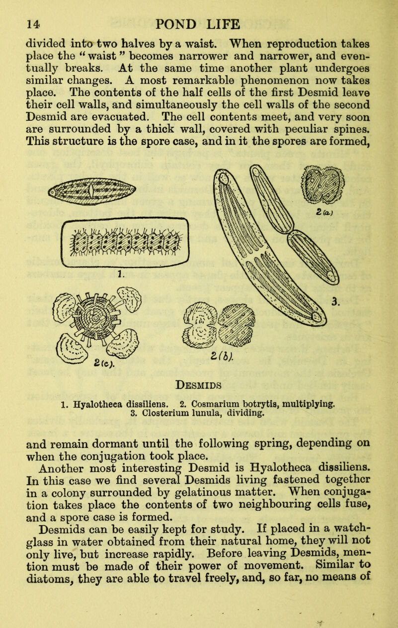 divided into two halves by a waist. When reproduction takes place the  waist ” becomes narrower and narrower, and even- tually breaks. At the same time another plant undergoes similar changes. A most remarkable phenomenon now takes place. The contents of the half cells of the first Desmid leave their cell walls, and simultaneously the cell walls of the second Desmid are evacuated. The cell contents meet, and very soon are surrounded by a thick wall, covered with peculiar spines. This structure is the spore case, and in it the spores are formed, Desmids 1. Hyalotheca dissiliens. 2. Cosmarium botrytis, multiplying. 3. Closterium lunula, dividing. and remain dormant until the following spring, depending on when the conjugation took place. Another most interesting Desmid is Hyalotheca dissiliens. In this case we find several Desmids living fastened together in a colony surrounded by gelatinous matter. When conjuga- tion takes place the contents of two neighbouring cells fuse, and a spore case is formed. Desmids can be easily kept for study. If placed in a watch- glass in water obtained from their natural home, they will not only live, but increase rapidly. Before leaving Desmids, men- tion must be made of their power of movement. Similar to diatoms, they are able to travel freely, and, so far, no means of