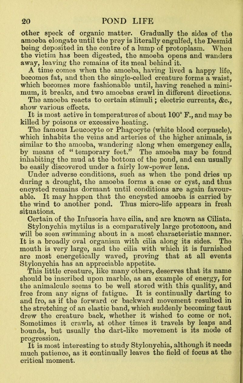 other speck of organic matter. Gradually the sides of the amoeba elongate until the prey is literally engulfed, the Desmid being deposited in the centre of a lump of protoplasm. When the victim has been digested, the amoeba opens and wanders away, leaving the remains of its meal behind it. A time comes when the amoeba, having lived a happy life, becomes fat, and then the single-celled creature forms a waist, which becomes more fashionable until, having reached a mini- mum, it breaks, and two amoebas crawl in different directions. The amoeba reacts to certain stimuli; electric currents, &c., show various effects. It is most active in temperatures of about 100° F., and may be killed by poisons or excessive heating. The famous Leucocyte or Phagocyte (white blood corpuscle), which inhabits the veins and arteries of the higher animals, is similar to the amoeba, wandering along when emergency calls, by means of “ temporary feet.” The amoeba may be found inhabiting the mud at the bottom of the pond, and can usually be easily discovered under a fairly low-power lens. Under adverse conditions, such as when the pond dries up during a drought, the amoeba forms a case or cyst, and thus encysted remains dormant until conditions are again favour- able. It may happen that the encysted amoeba is carried by the wind to another pond. Thus micro-life appears in fresh situations. Certain of the Infusoria have cilia, and are known as Ciliata. Stylonychia mytilus is a comparatively large protozoon, and will be seen swimming about in a most characteristic manner. It is a broadly oval organism with cilia along its sides. The mouth is very large, and the cilia with which it is furnished are most energetically waved, proving that at all events Stylonychia has an appreciable appetite. This little creature, like many others, deserves that its name should be inscribed upon marble, as an example of energy, for the animalcule seems to be well stored with this quality, and free from any signs of fatigue. It is continually darting to and fro, as if the forward or backward movement resulted in the stretching of an elastic band, which suddenly becoming taut drew the creature back, whether it wished to come or not. Sometimes it crawls, at other times it travels by leaps and bounds, but usually the dart-like movement is its mode of progression. It is most interesting to study Stylonychia, although it needs much patience, as it continually leaves the field of focus at the critical moment.